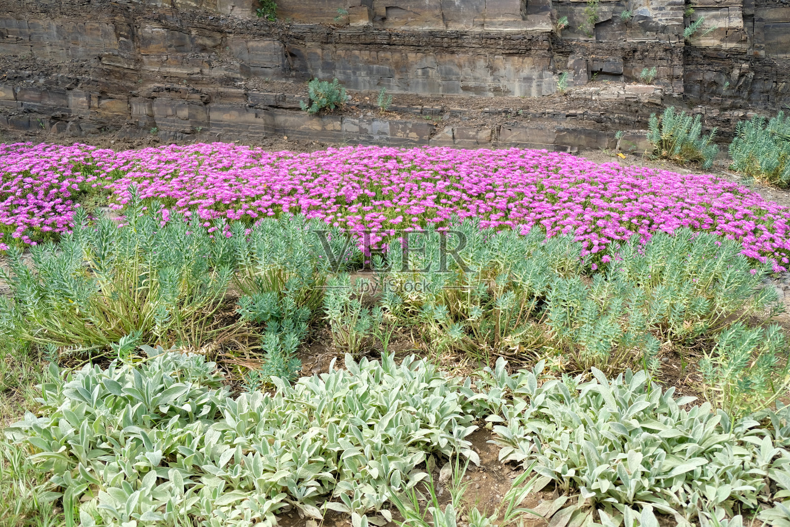 花坛有鲜花和各种植物。照片摄影图片
