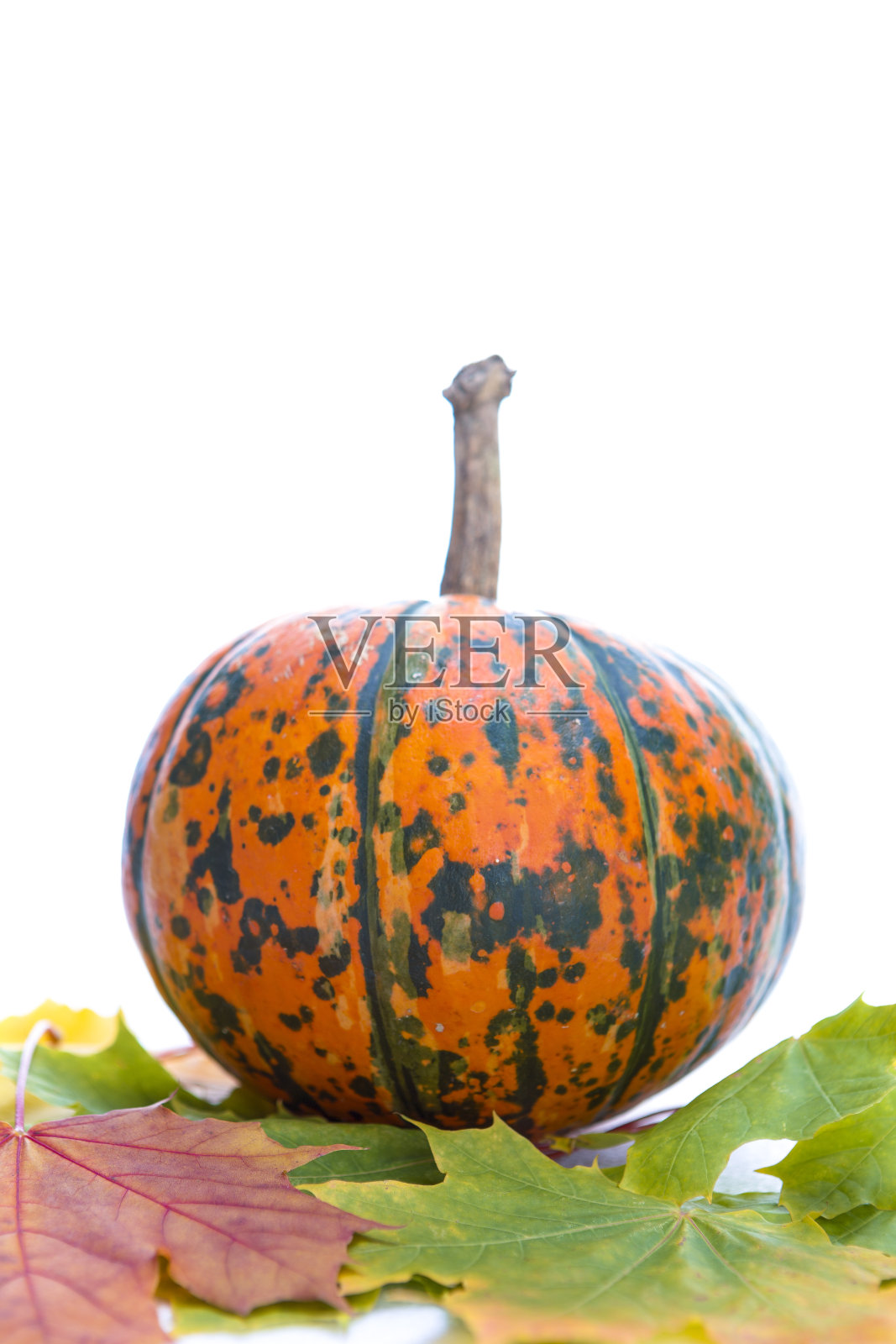 食物的想法。特写的天然黄绿色南瓜与枫叶的白色背景。垂直的形象定位照片摄影图片