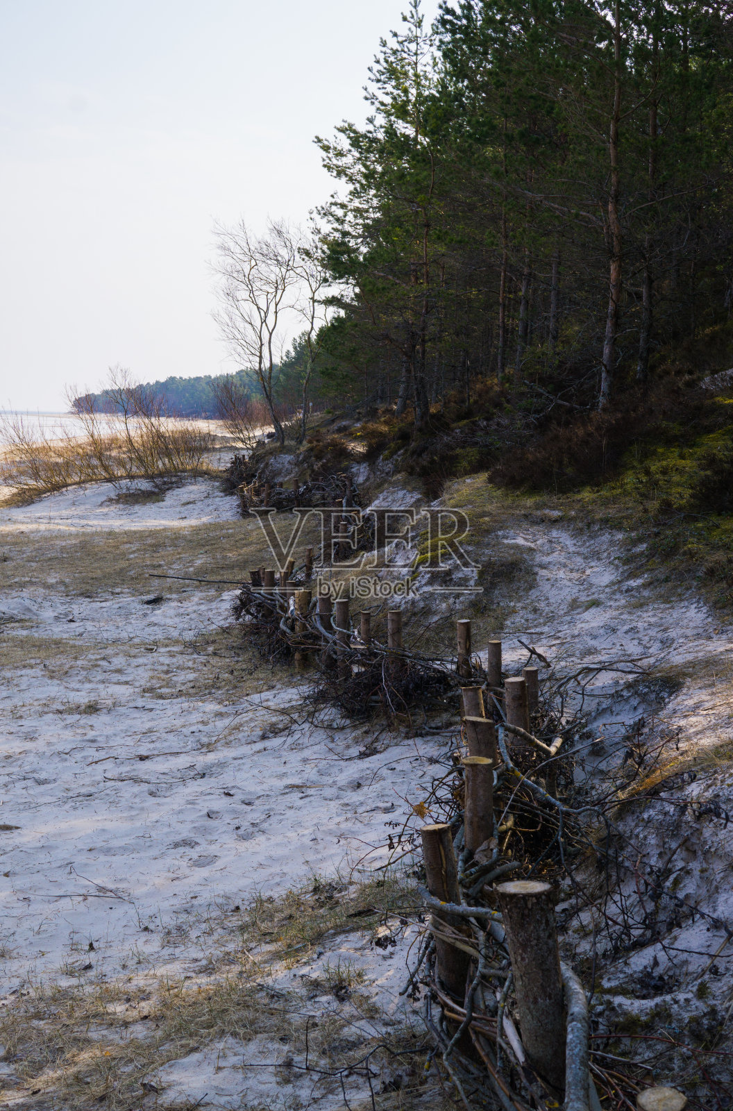 拉脱维亚里加湾沙滩上的藤蔓栅栏，用来加固沙丘。照片摄影图片