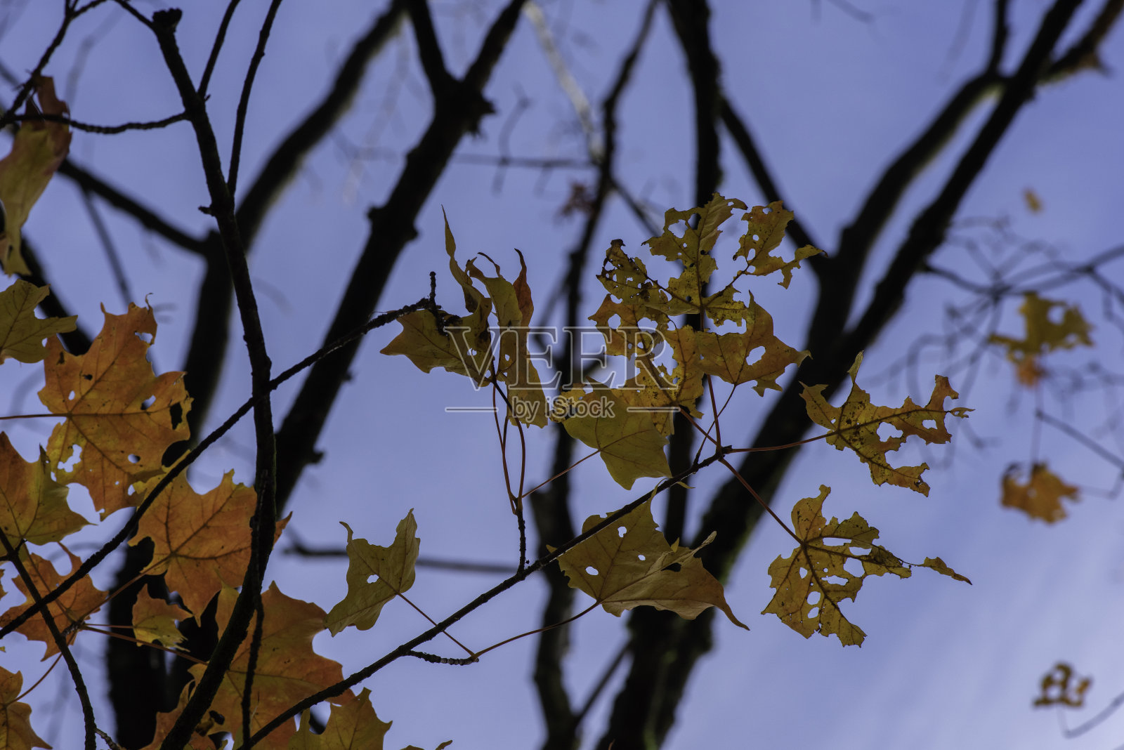橙色的秋叶和蓝色的天空照片摄影图片