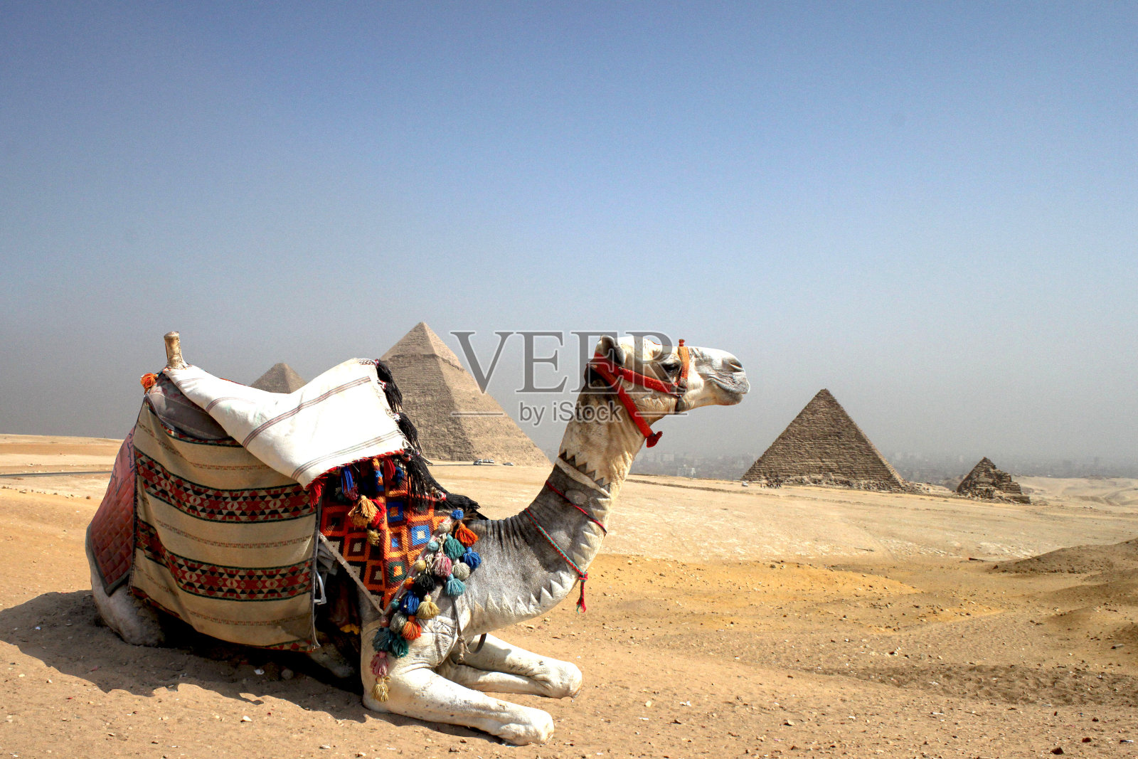 埃及吉萨金字塔后的骆驼照片摄影图片