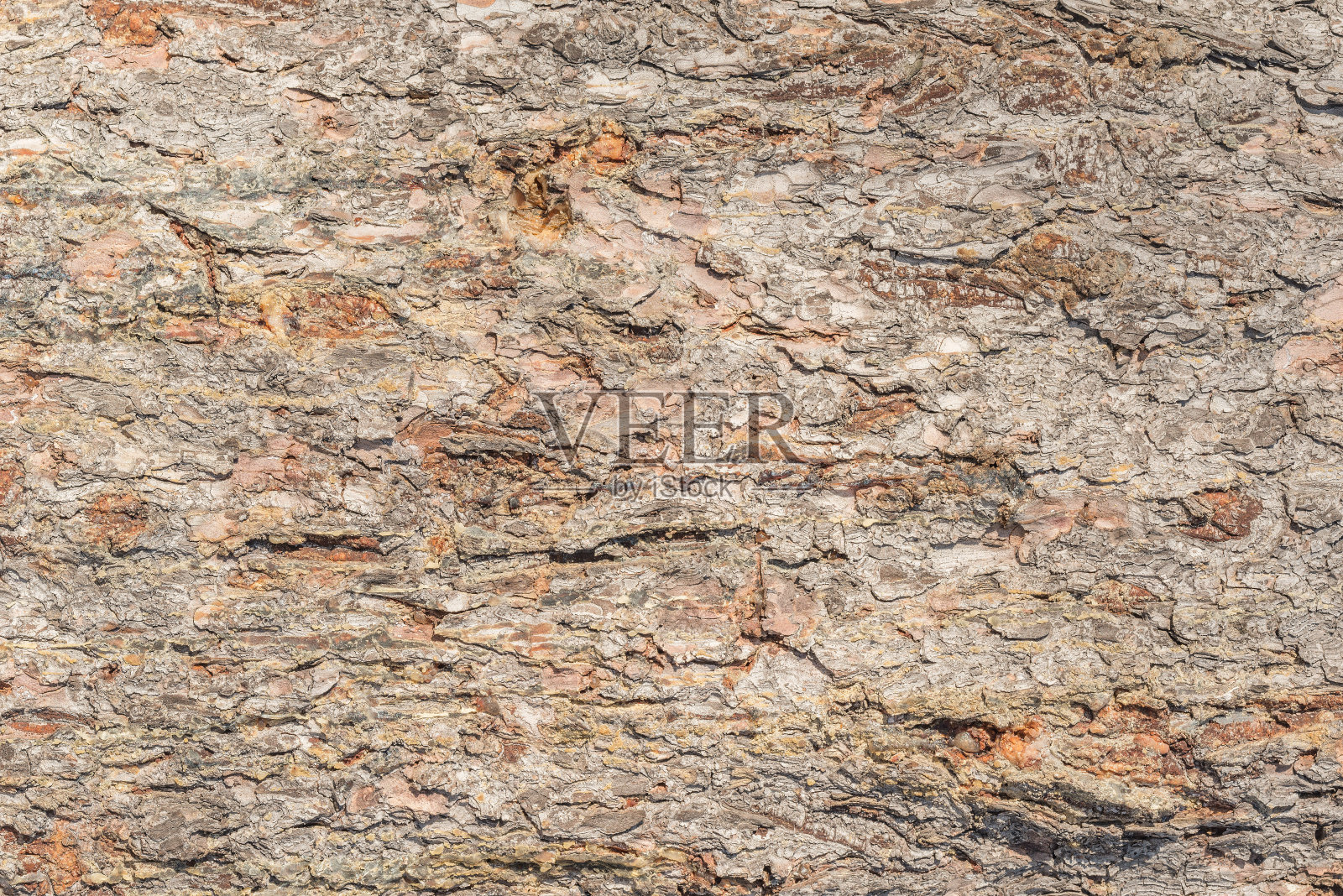 松树树皮纹理。照片摄影图片