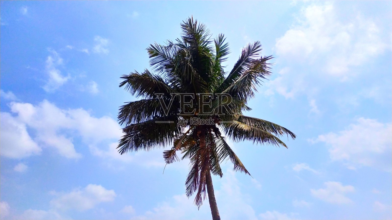 椰子树和蓝天照片摄影图片