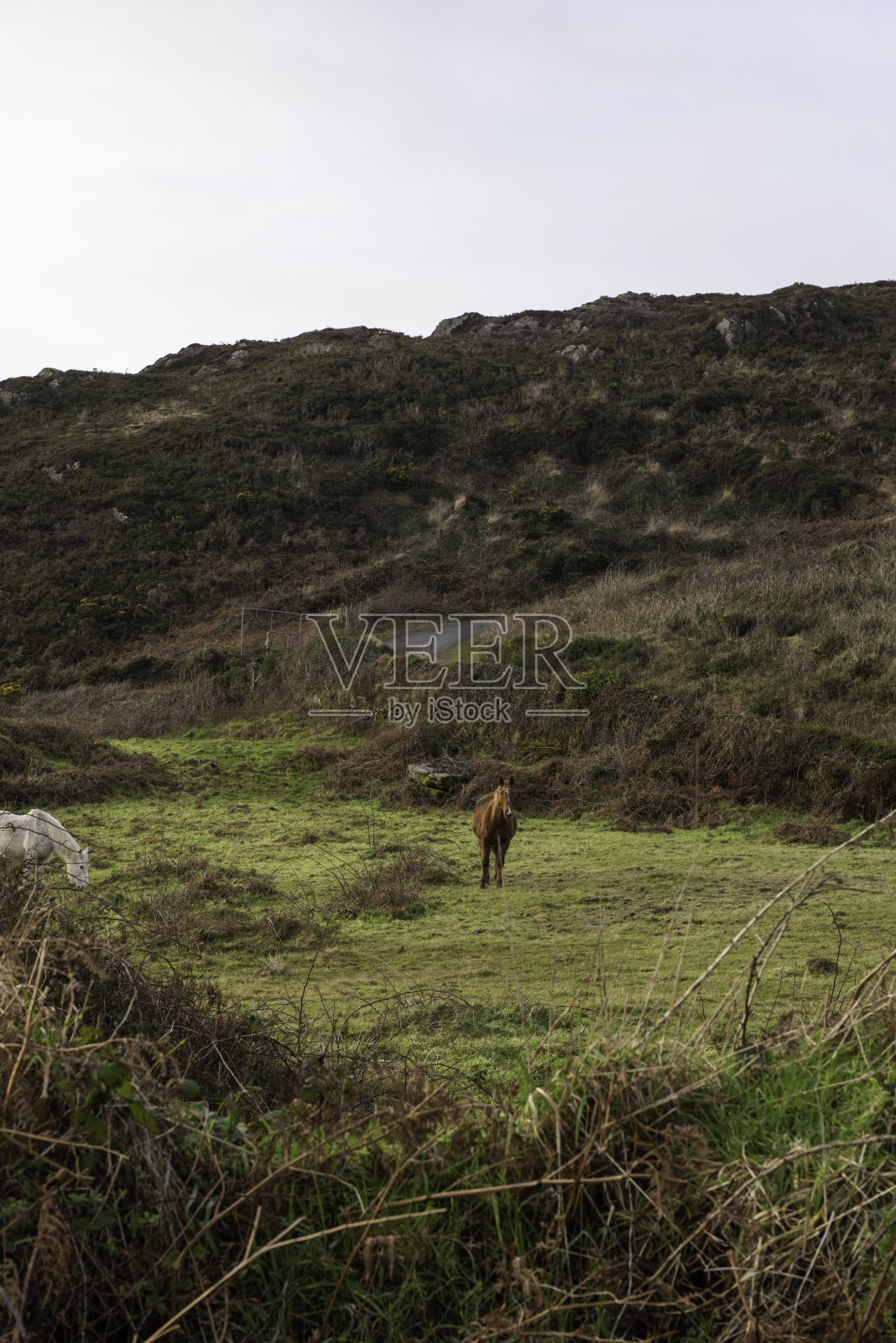 绿色的乡村田野爱尔兰与马照片摄影图片