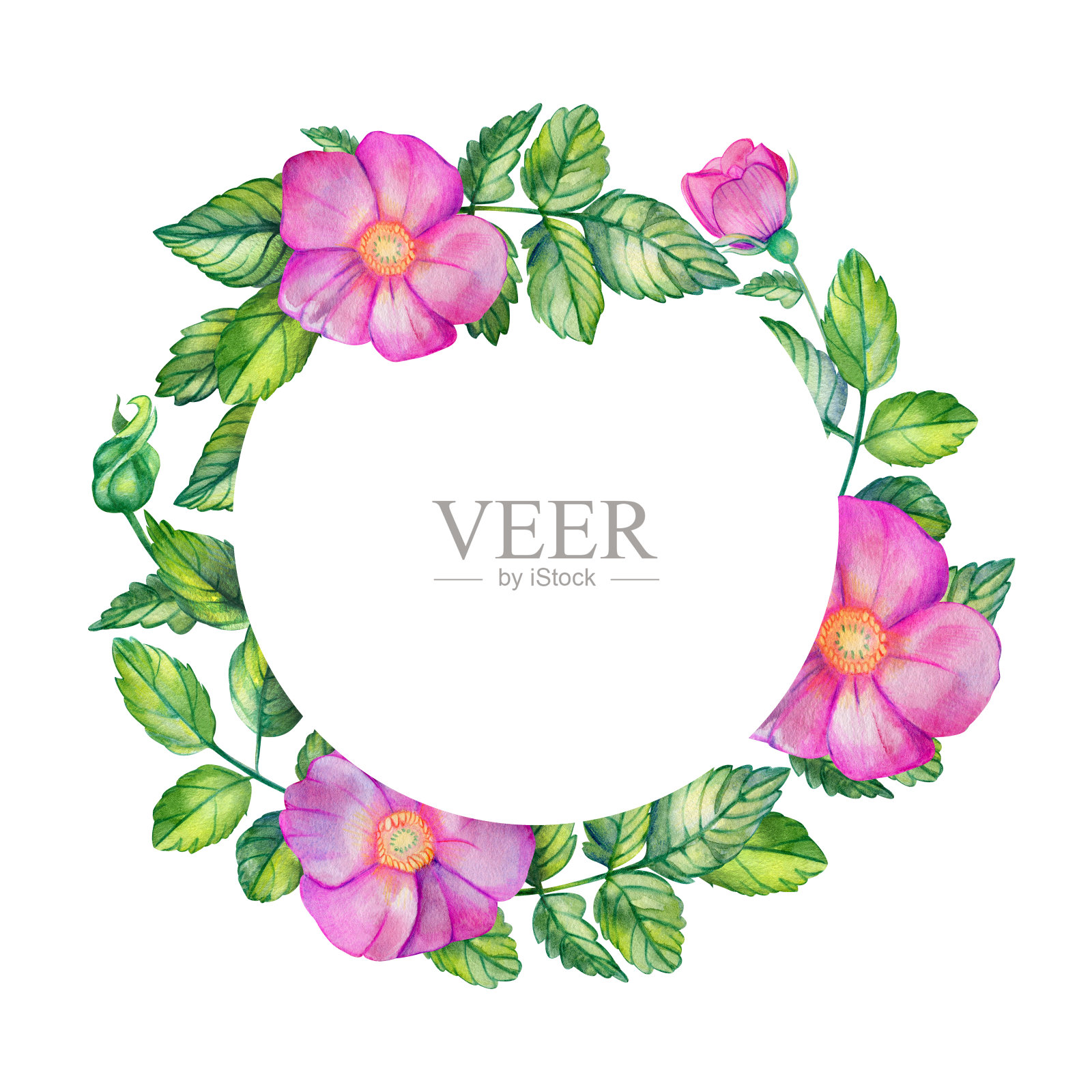 野玫瑰水彩花环。插画图片素材