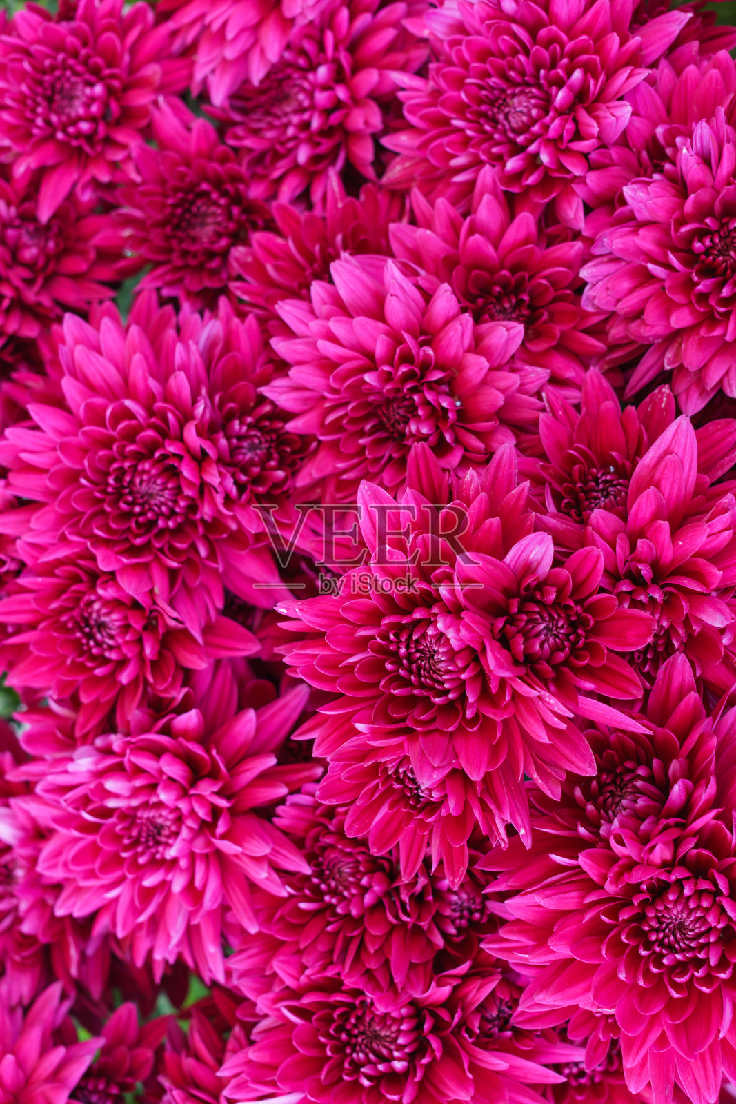 户外有一束美丽的粉红色菊花。花园里有菊花。照片摄影图片