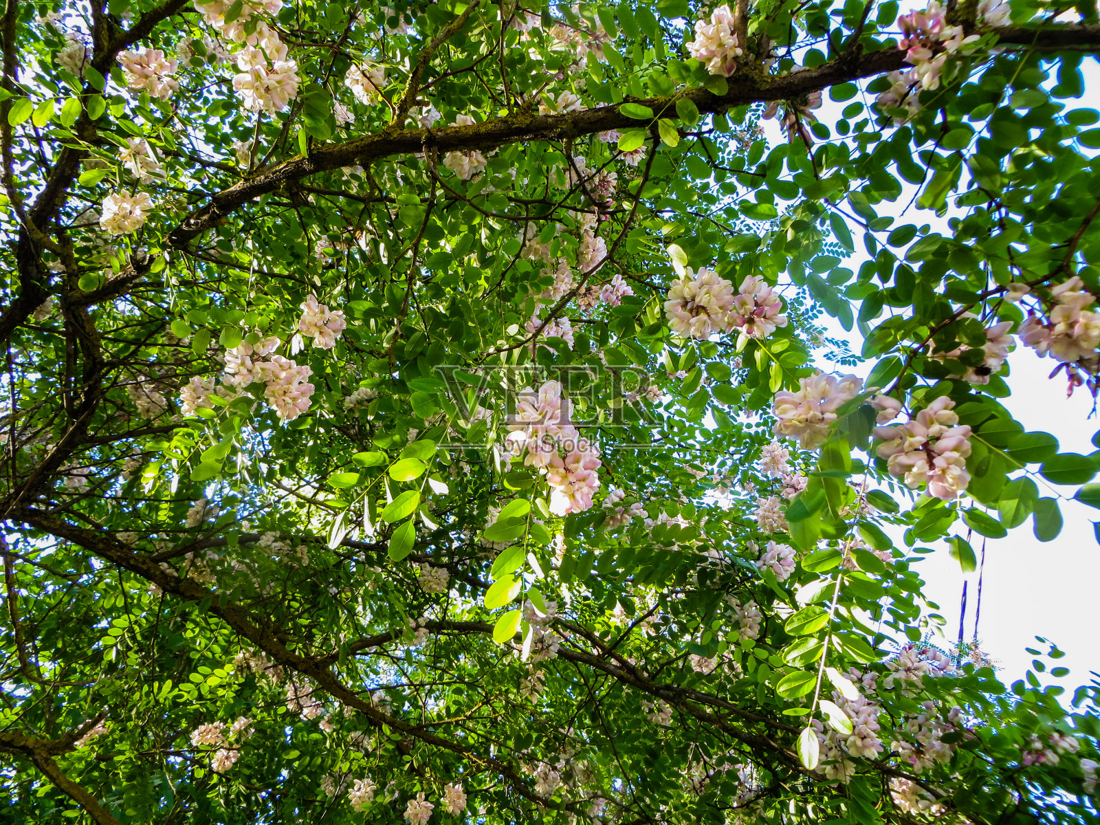 初夏白粉色的金合欢花。照片摄影图片