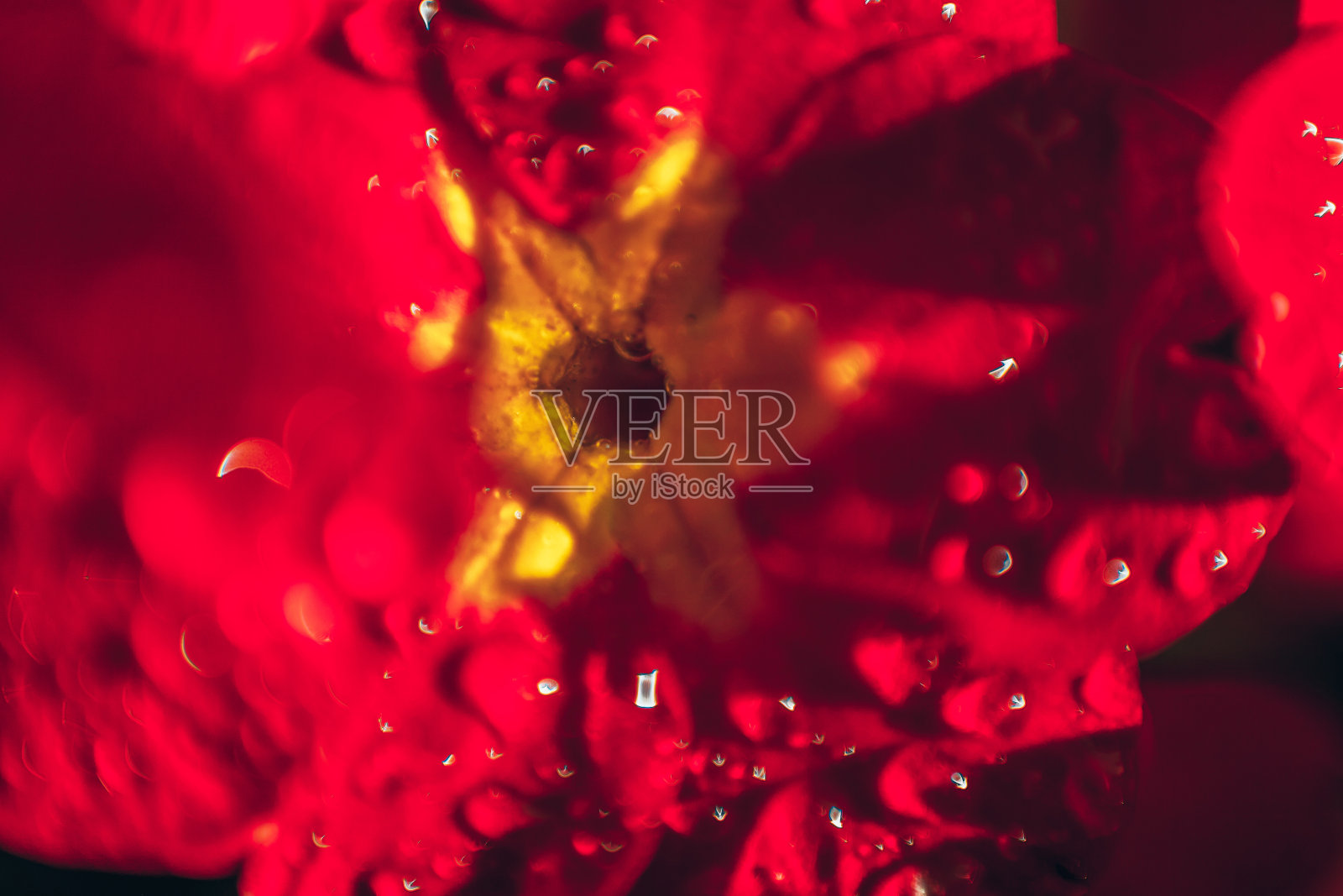 红花的报春花。鼓舞人心的自然花卉，春天或夏天盛开的花园或公园背景照片摄影图片