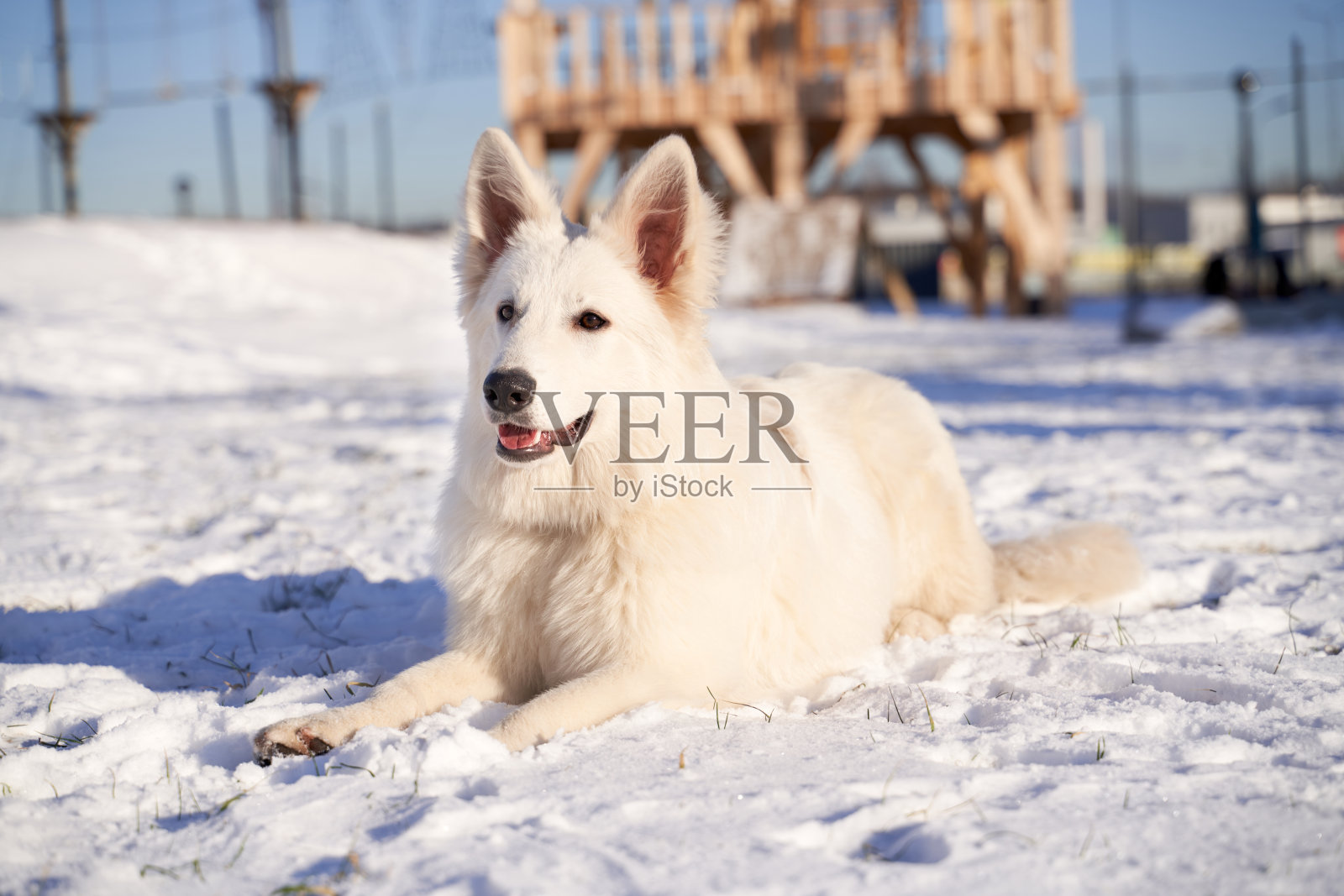 动物在冬天雪狗在散步明亮的晴天照片摄影图片