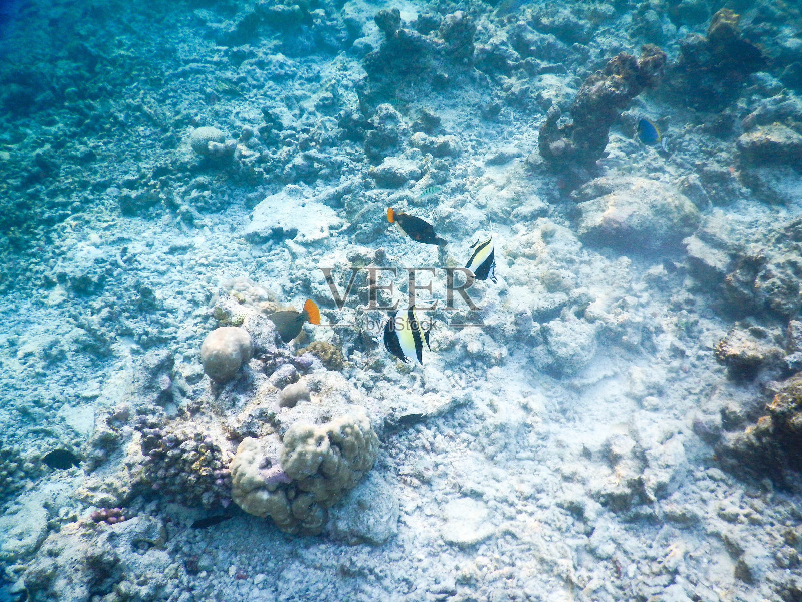 浮游生物及热带鱼照片摄影图片