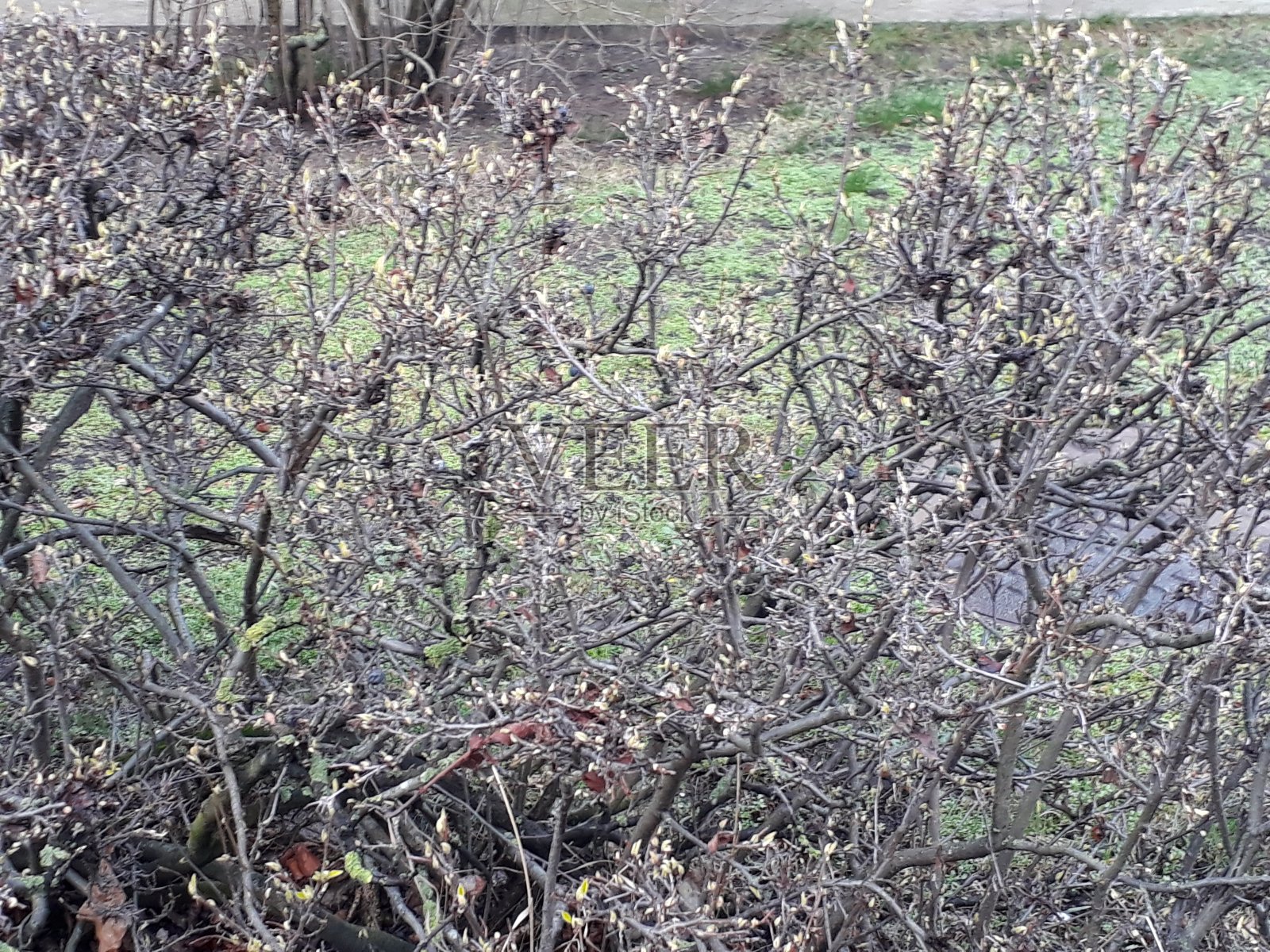 春天在五彩缤纷的背景下来临了。自然的概念。第一个离开。照片摄影图片