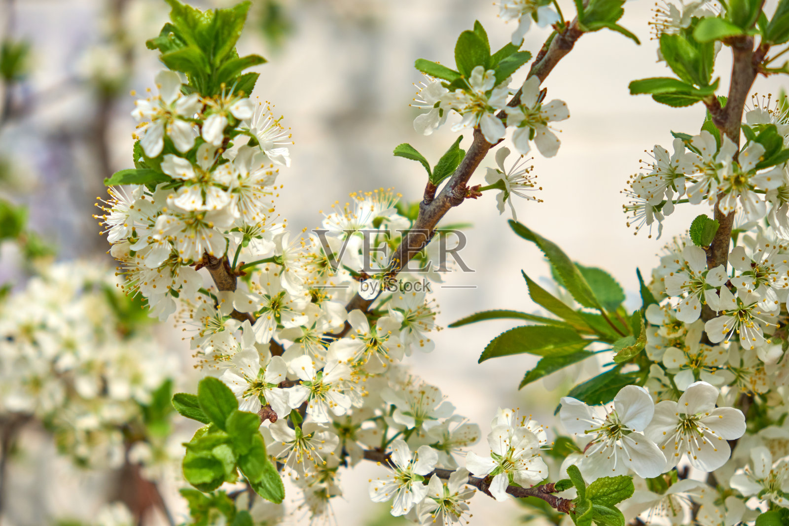 美丽的春花在樱桃树枝上盛开。照片摄影图片