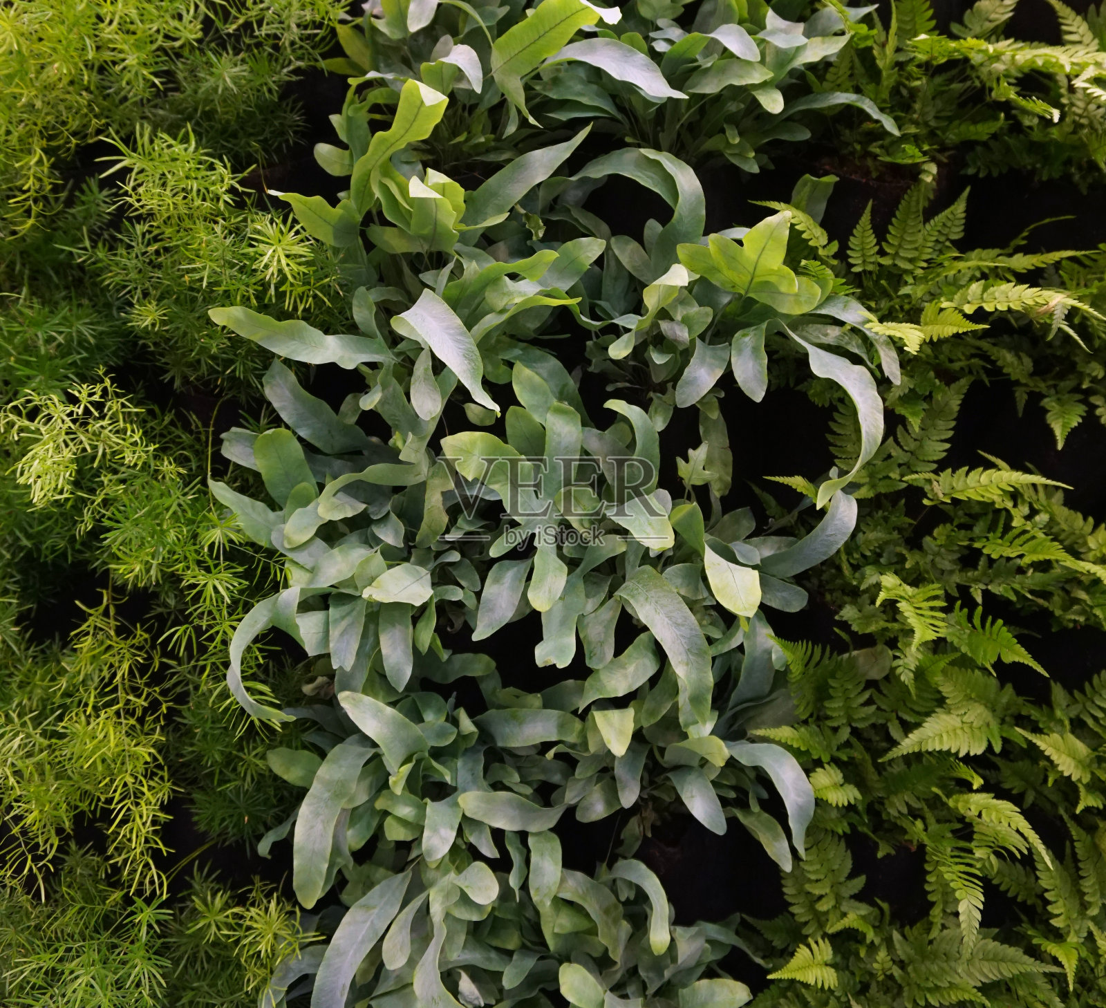 墙面漂浮蕨类植物，室内垂直花园。都市丛林的概念。照片摄影图片