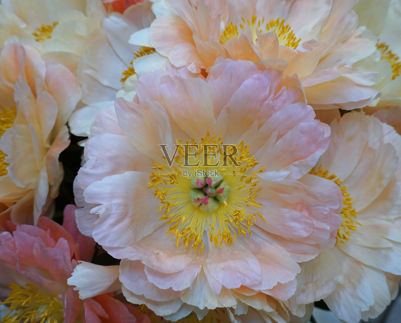 白色背景上的粉色牡丹，适用于明信片或邀请函，带有文案空间照片摄影图片