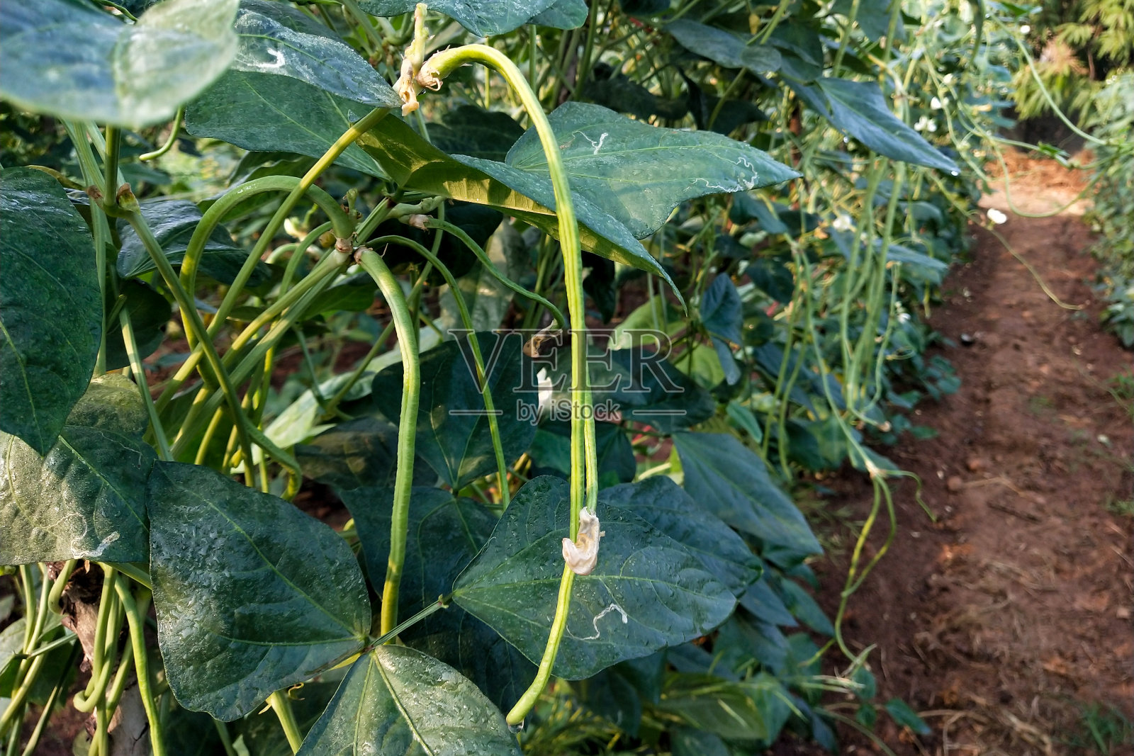 花园里的新鲜长豆角照片摄影图片