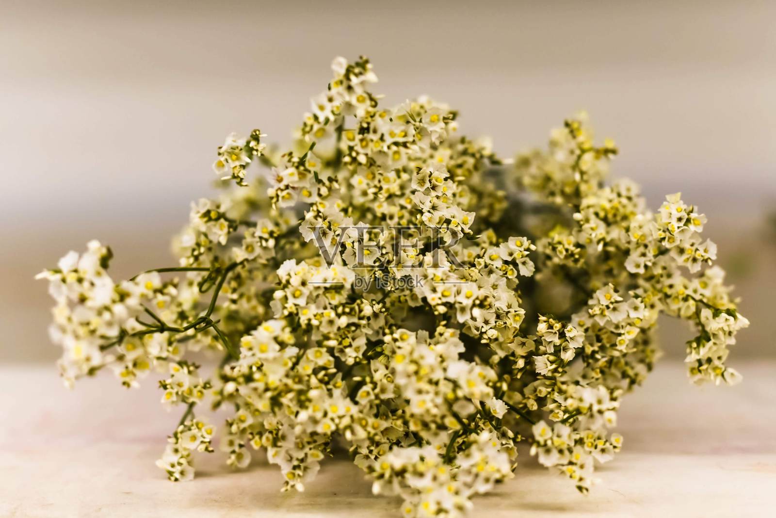 小花白色，石竹花。婴儿的呼吸鲜花照片摄影图片