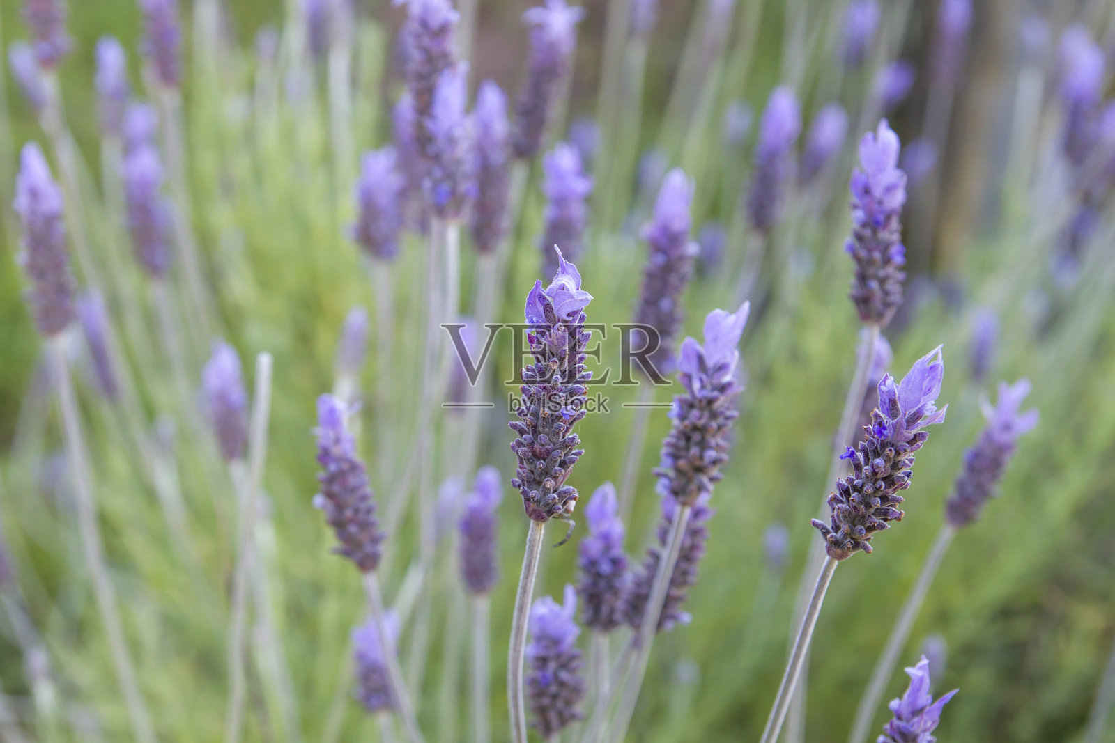 薰衣草花在春天盛开照片摄影图片