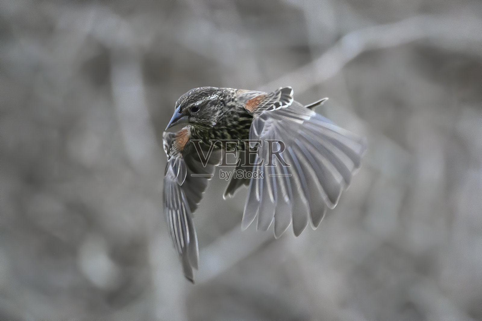幼年红翼黑鸟在飞行中照片摄影图片