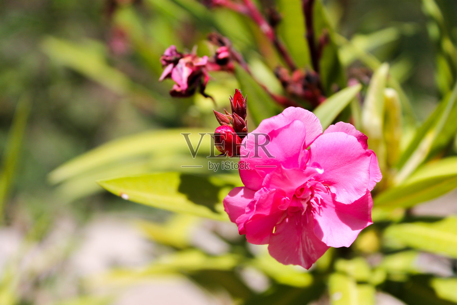 粉红色的花在阳光下照片摄影图片