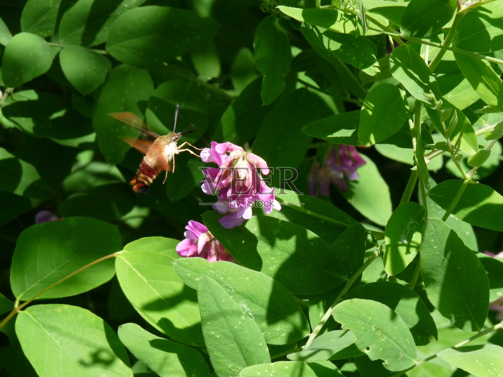 蜂鸟天蛾调查照片摄影图片