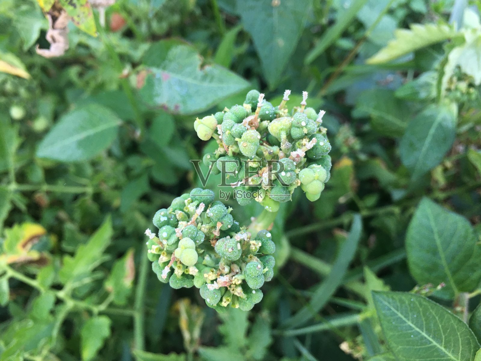 花园里美丽的花照片摄影图片