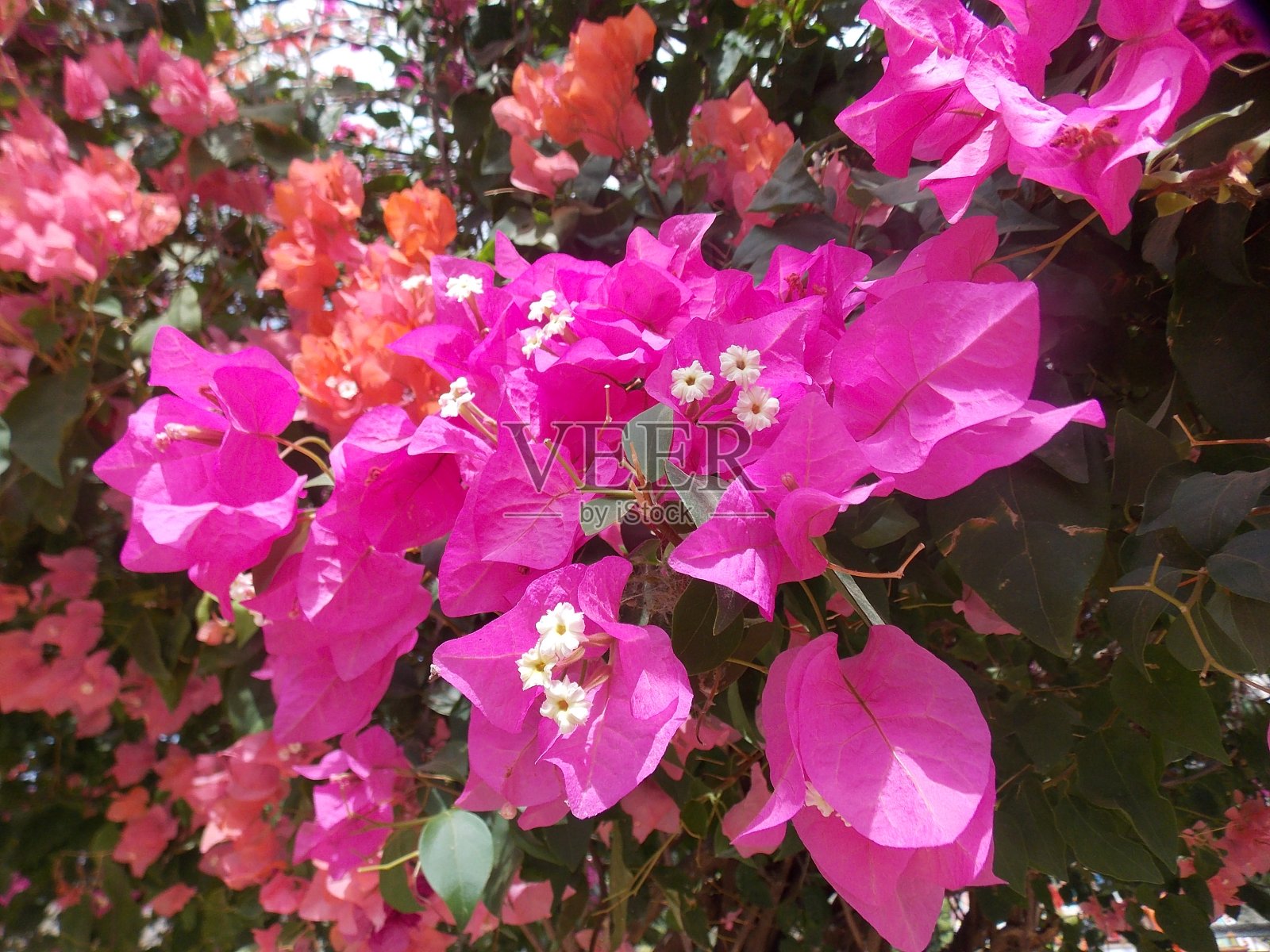 五颜六色的背景照片摄影图片