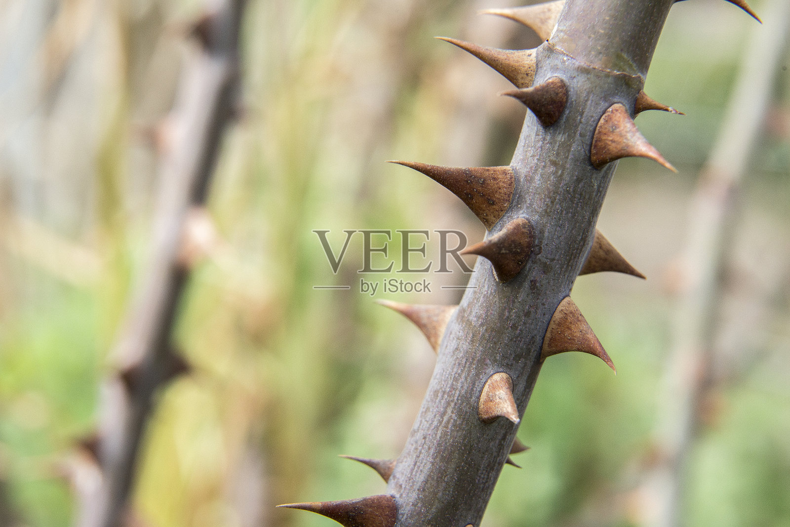 靠近玫瑰丛的刺照片摄影图片