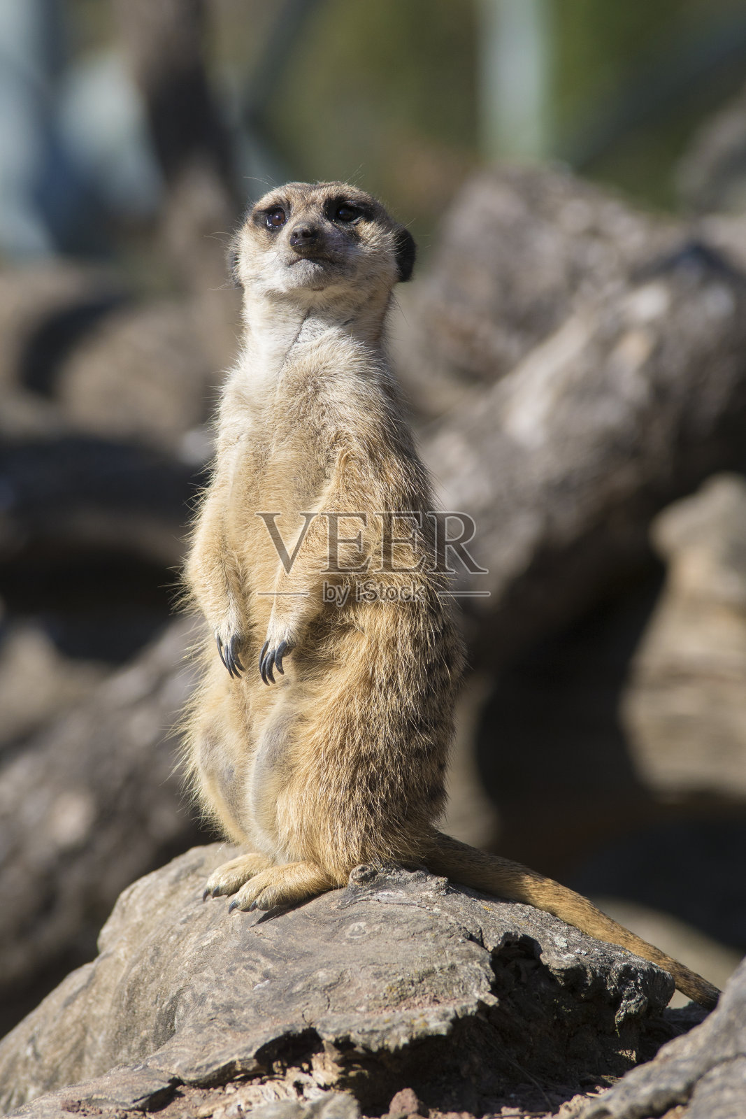 猫鼬在阳光下站岗照片摄影图片