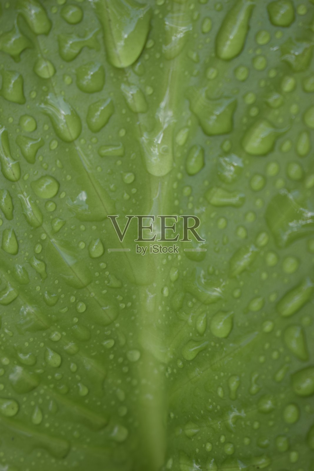 美丽的热带玉簪叶与水珠。照片摄影图片