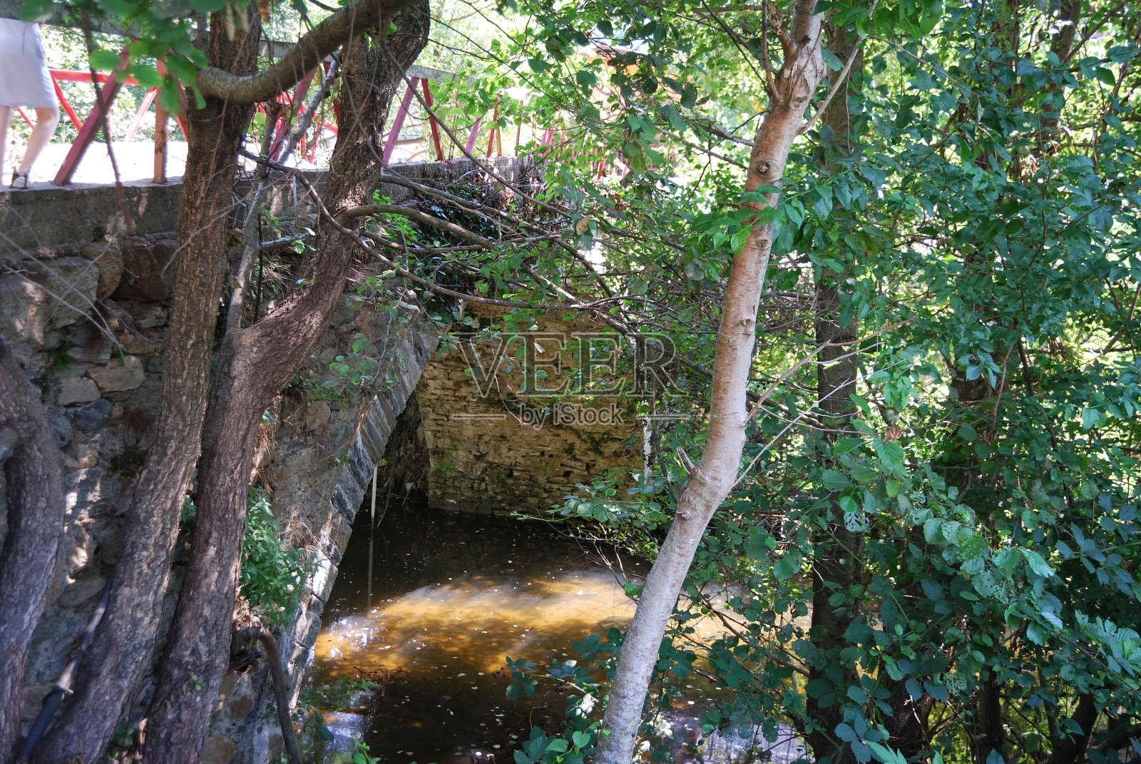 森林中生长的树木照片摄影图片