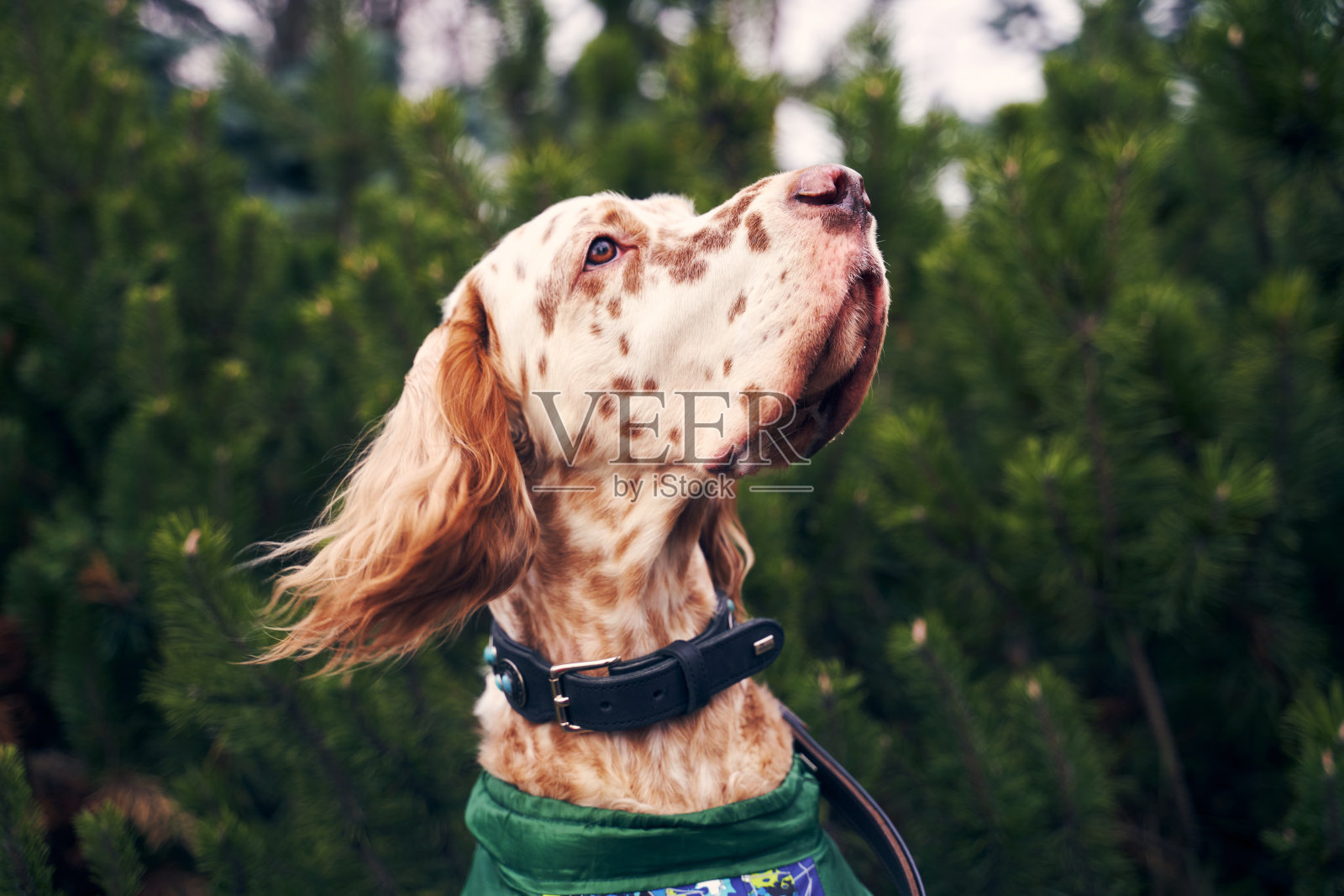 口吻部有斑点的棕色狗，耳朵卷曲下垂照片摄影图片