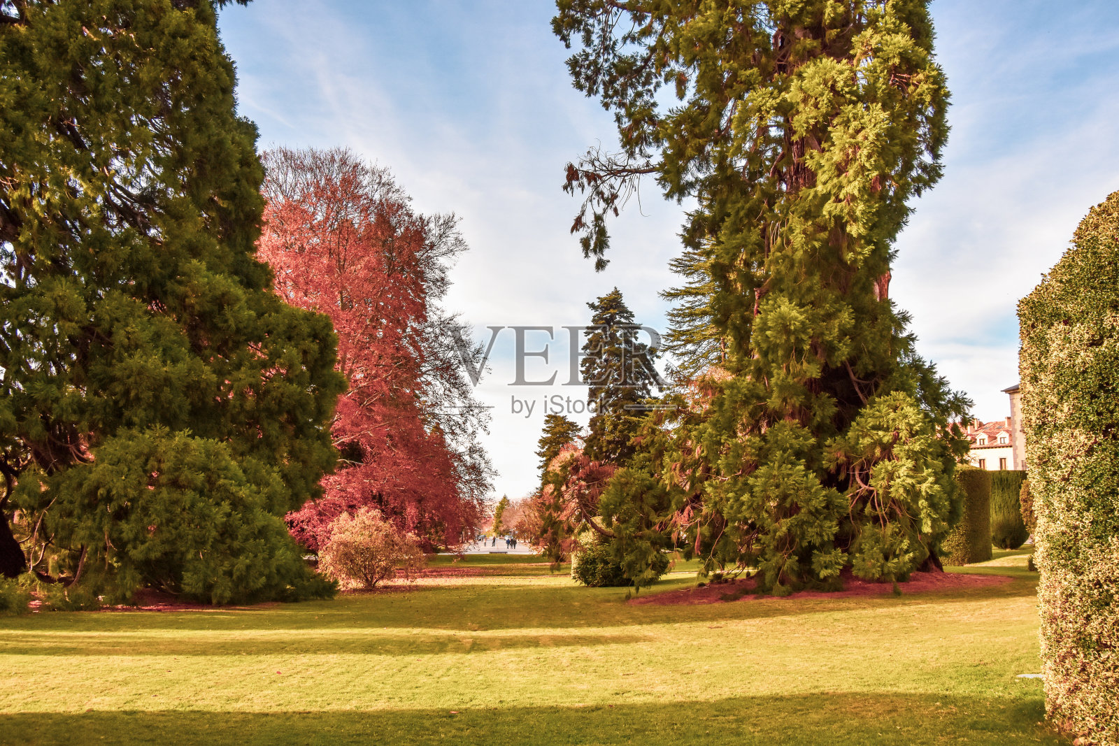 美丽的花园，树木，灌木，圣伊尔德丰索皇家遗址照片摄影图片