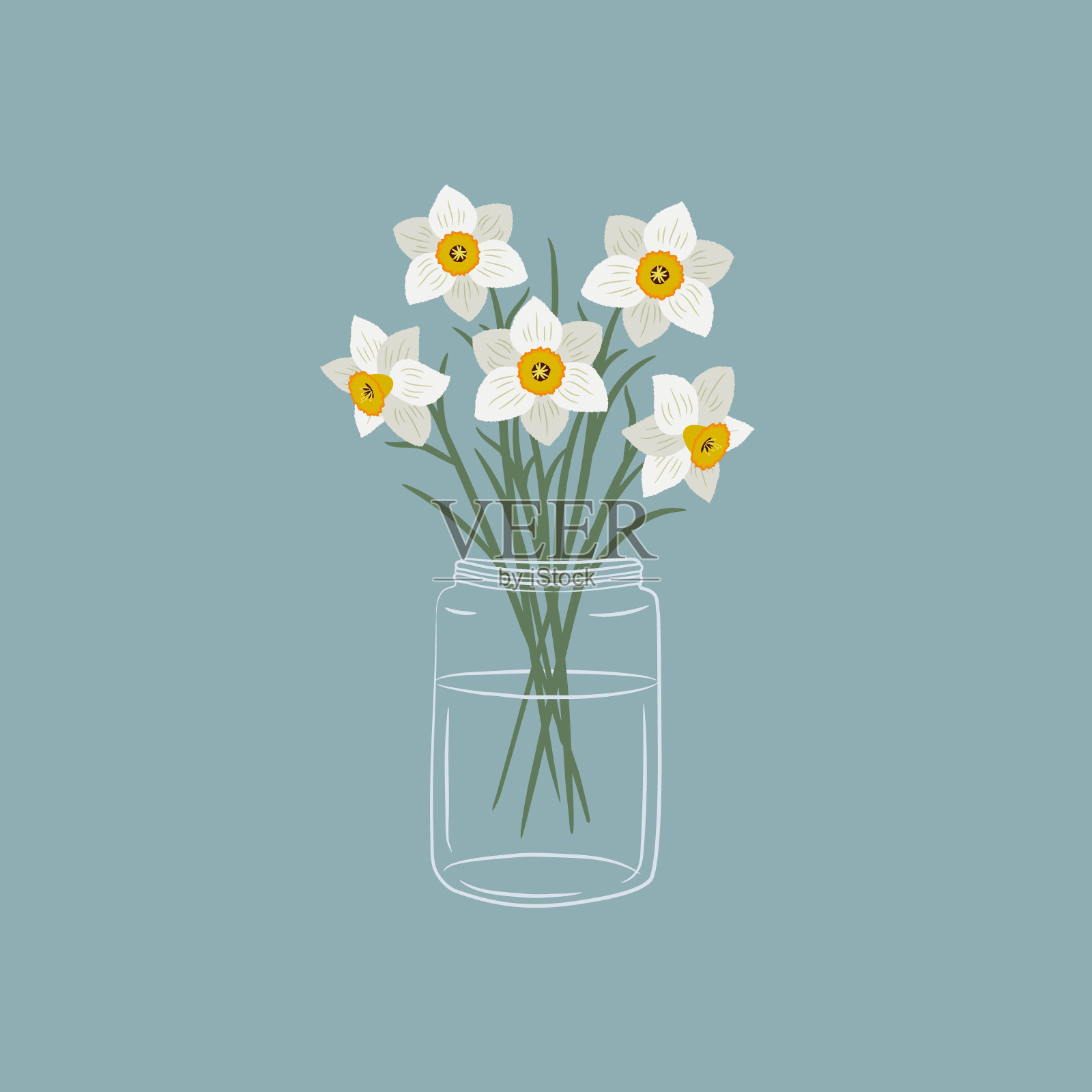 水仙花在玻璃罐里。带叶的白色水仙花。春天的花朵插画图片素材