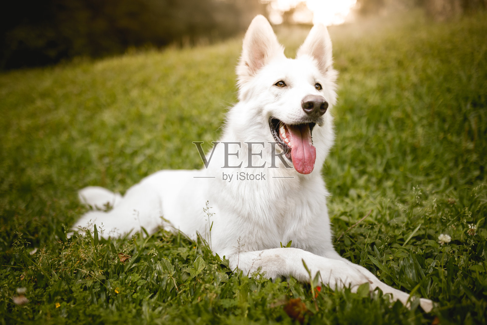 一只白色的瑞士牧羊犬躺在草地上照片摄影图片