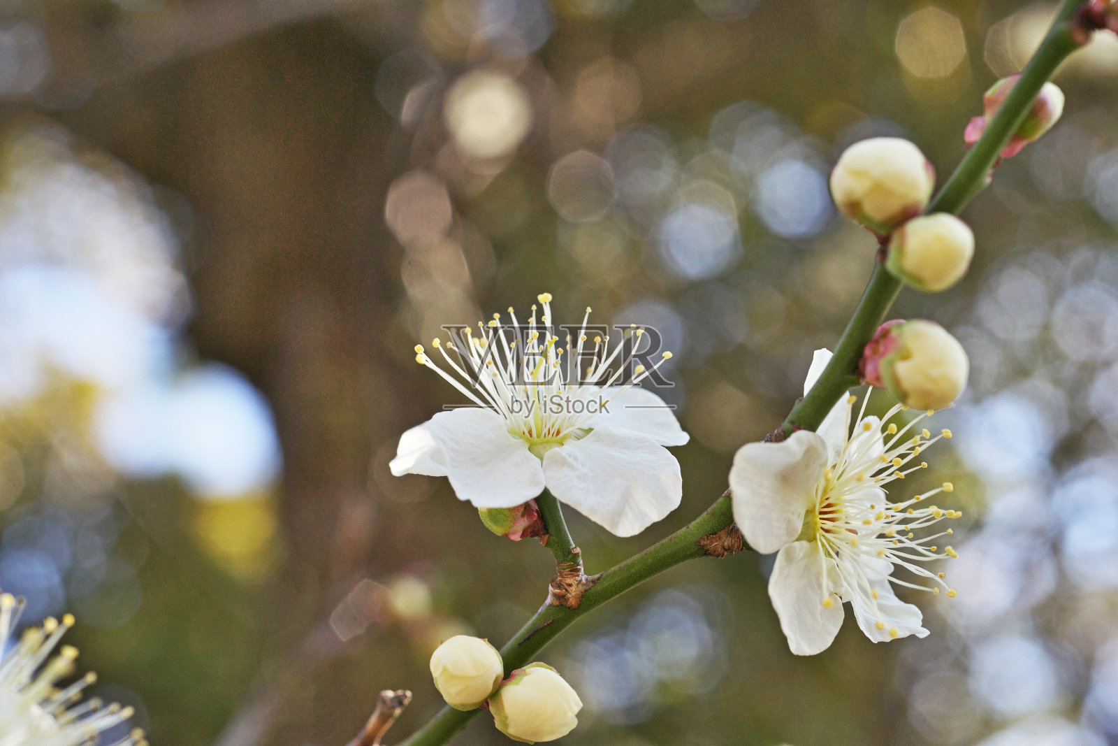 雅帕内塞普里科特照片摄影图片
