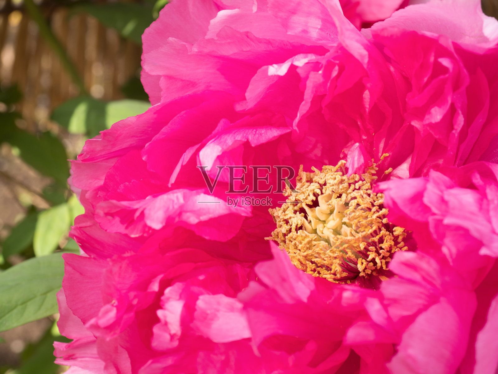 东京冬季的牡丹照片摄影图片