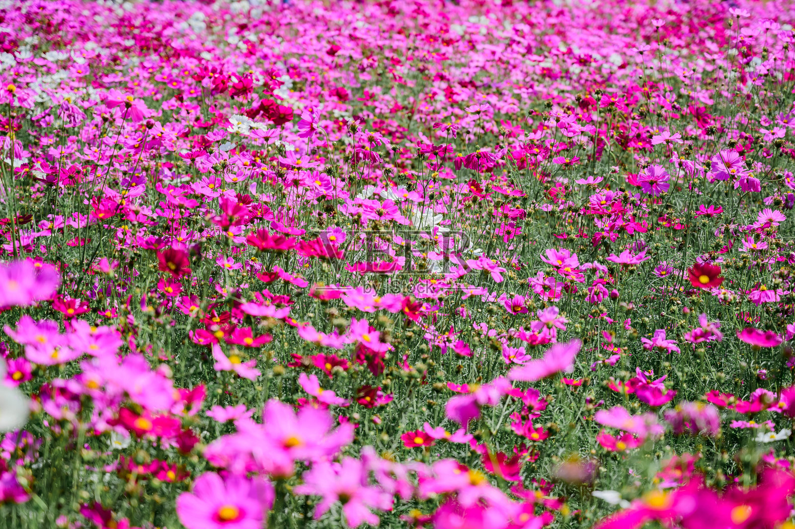 泰国Saraburi, Kaeng Khoi区，粉红色宇宙场的特写照片摄影图片