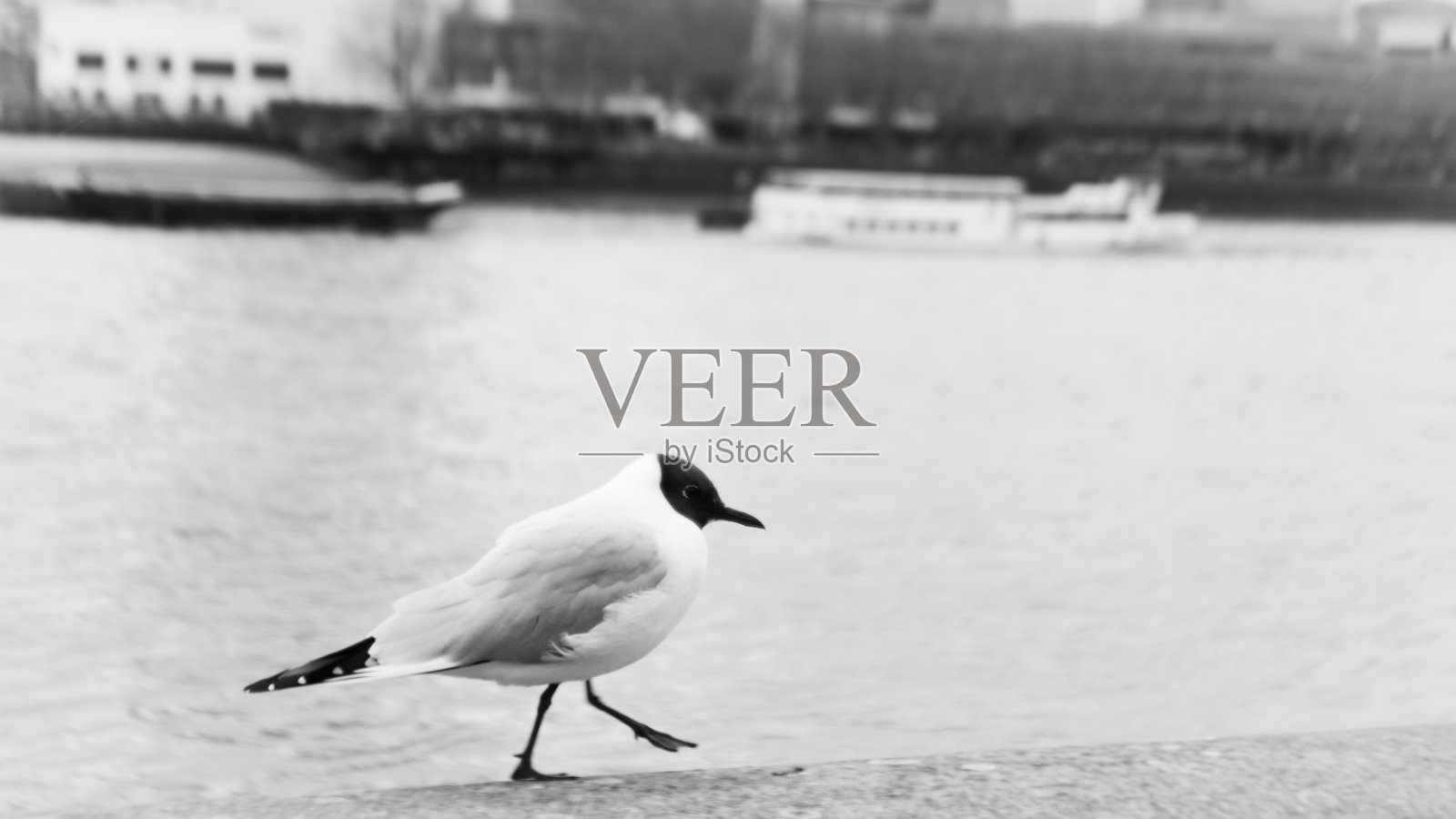 那只黑白相间的鸟照片摄影图片