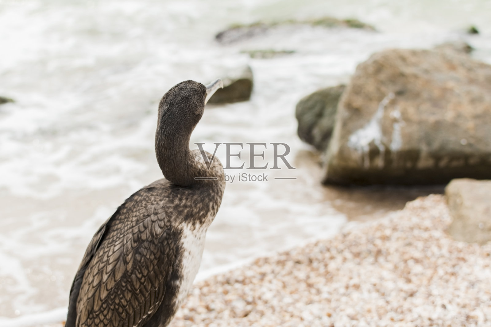 一只喙上长着黄色5的鸬鹚站在岩石上望向大海。海上的野生动物母狗。副本的空间。亚速海的鸬鹚。乌克兰照片摄影图片