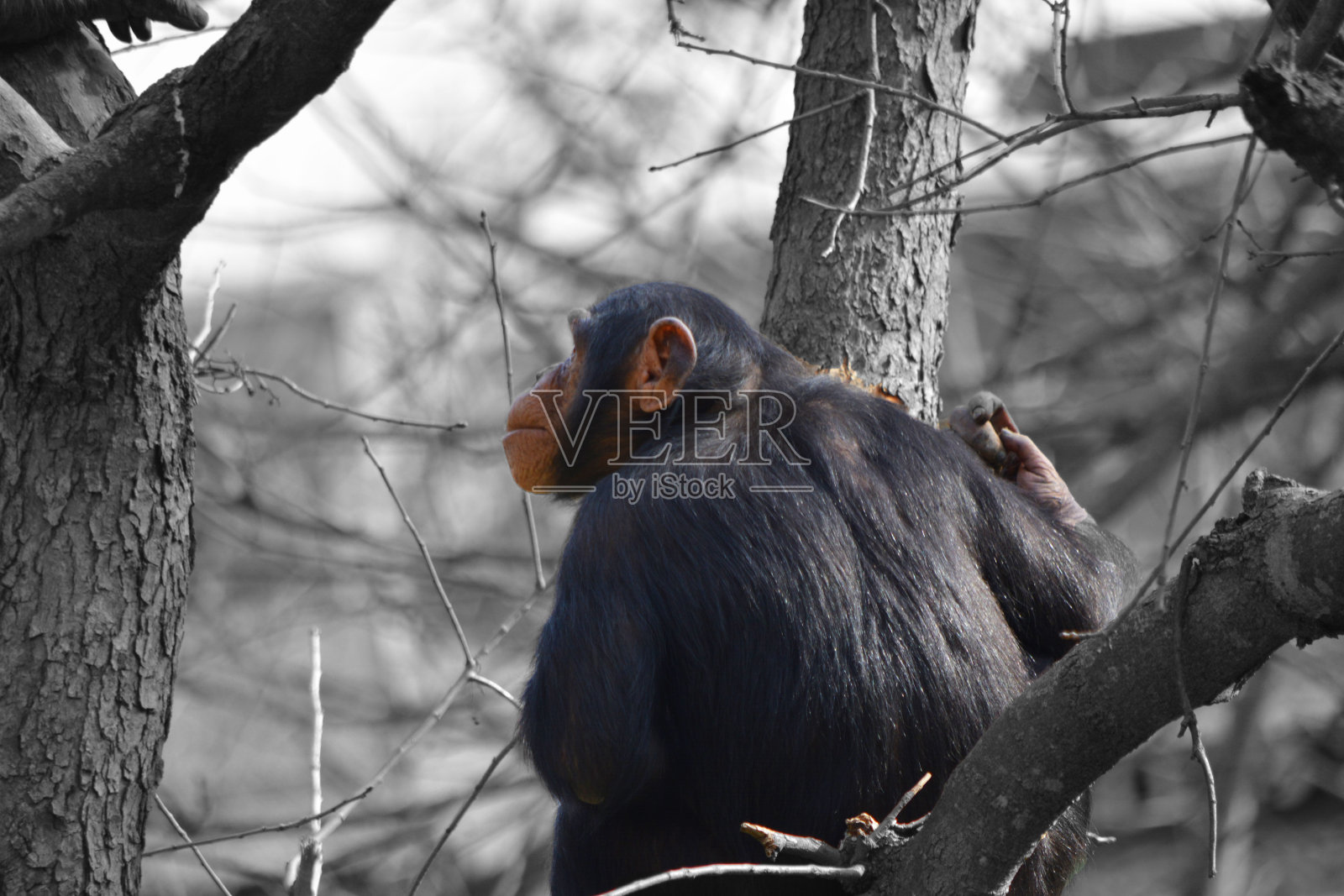 黑猩猩查找照片摄影图片