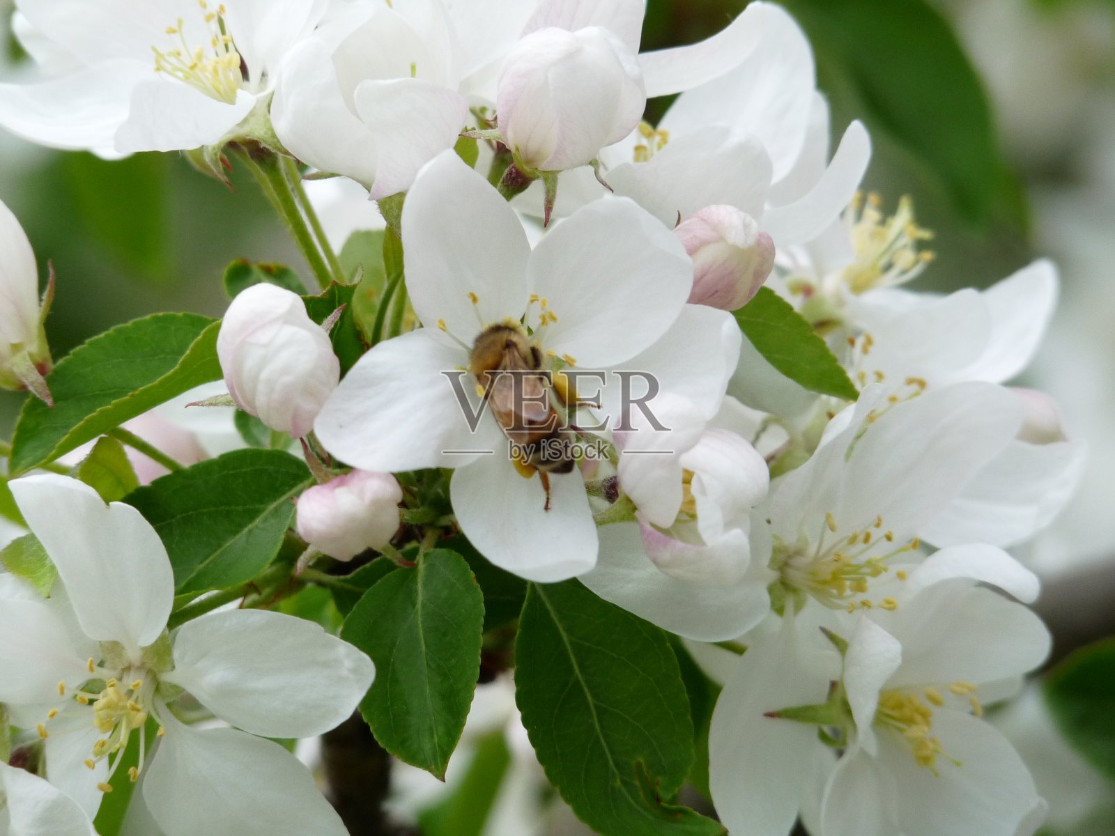 蜜蜂盛宴照片摄影图片