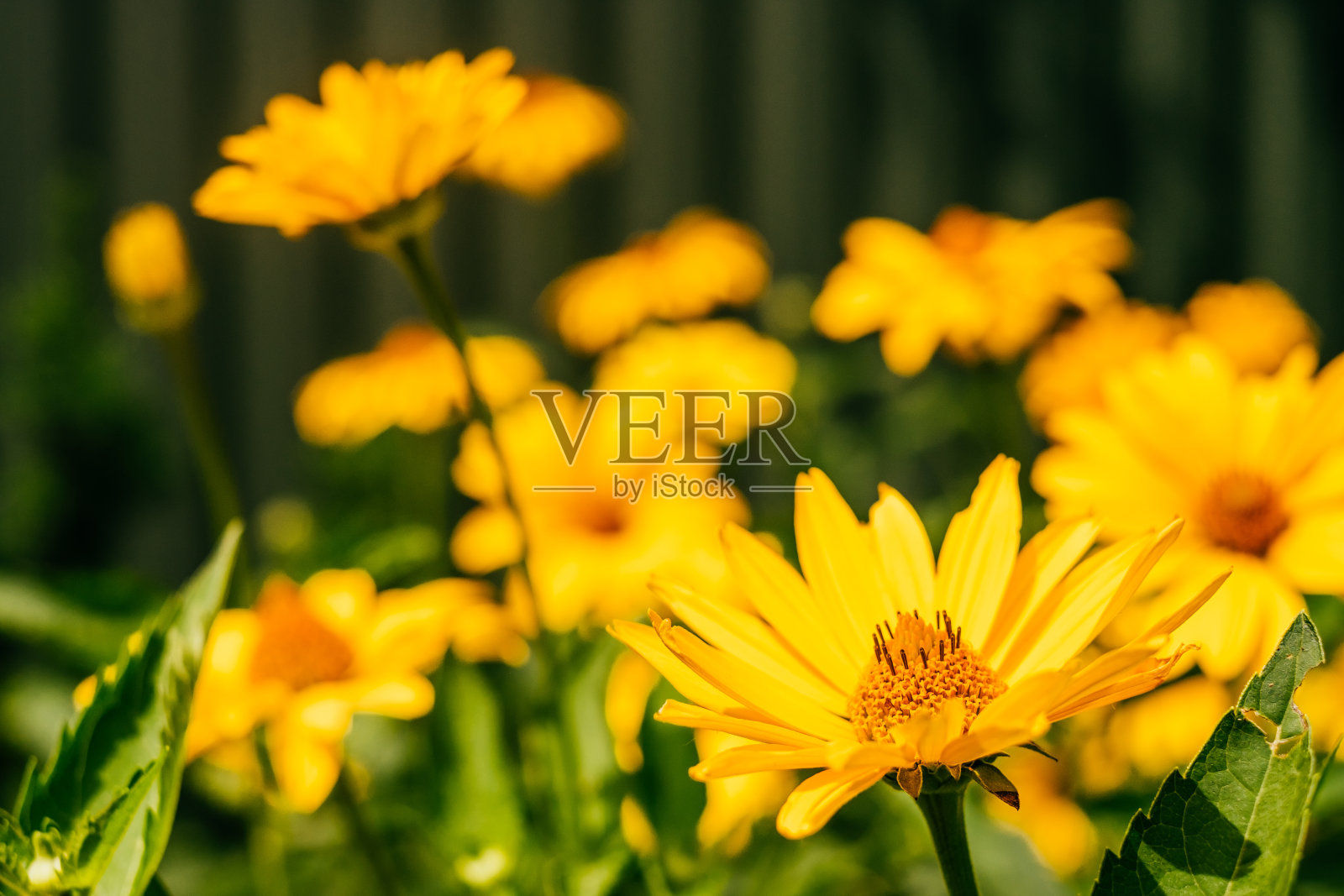 黄色的冬瓜花背景照片摄影图片