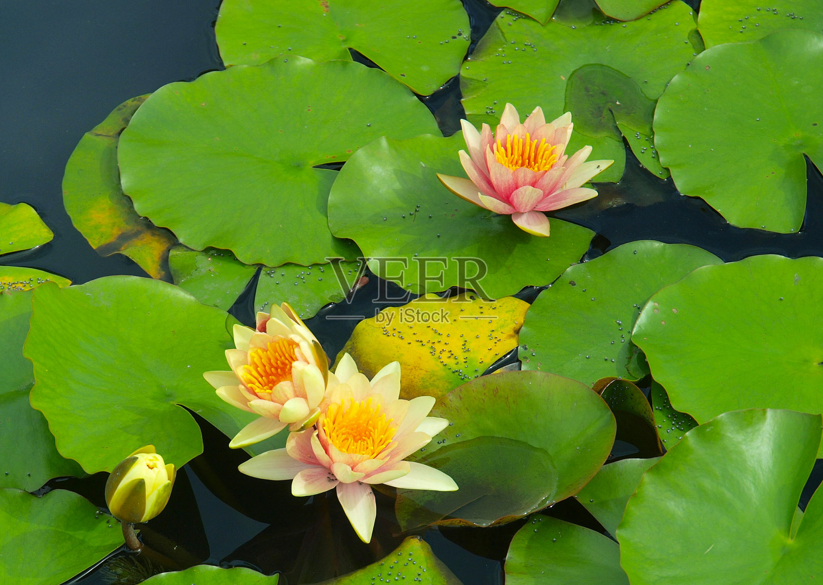 睡莲照片摄影图片
