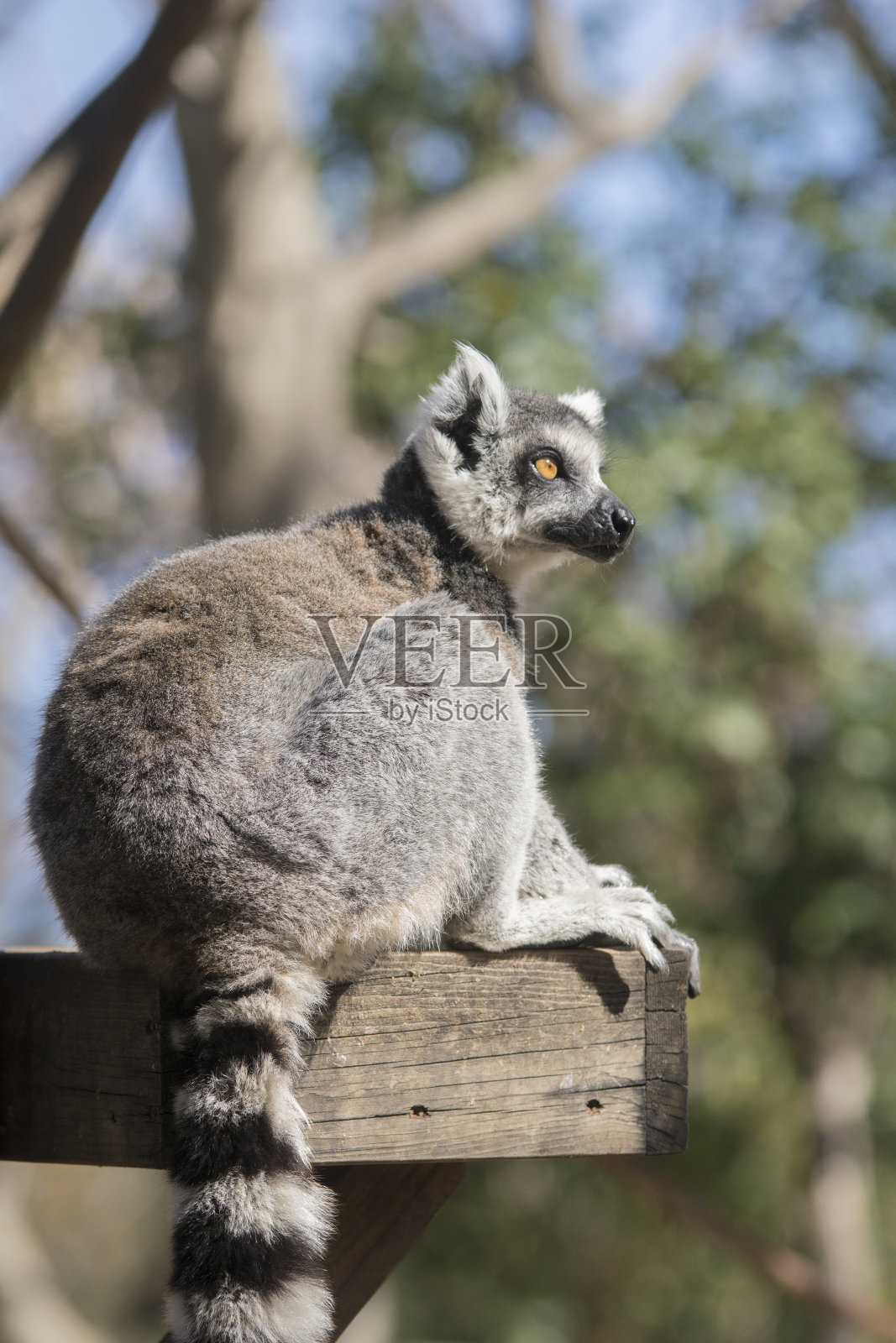 环尾狐猴的肖像照片摄影图片