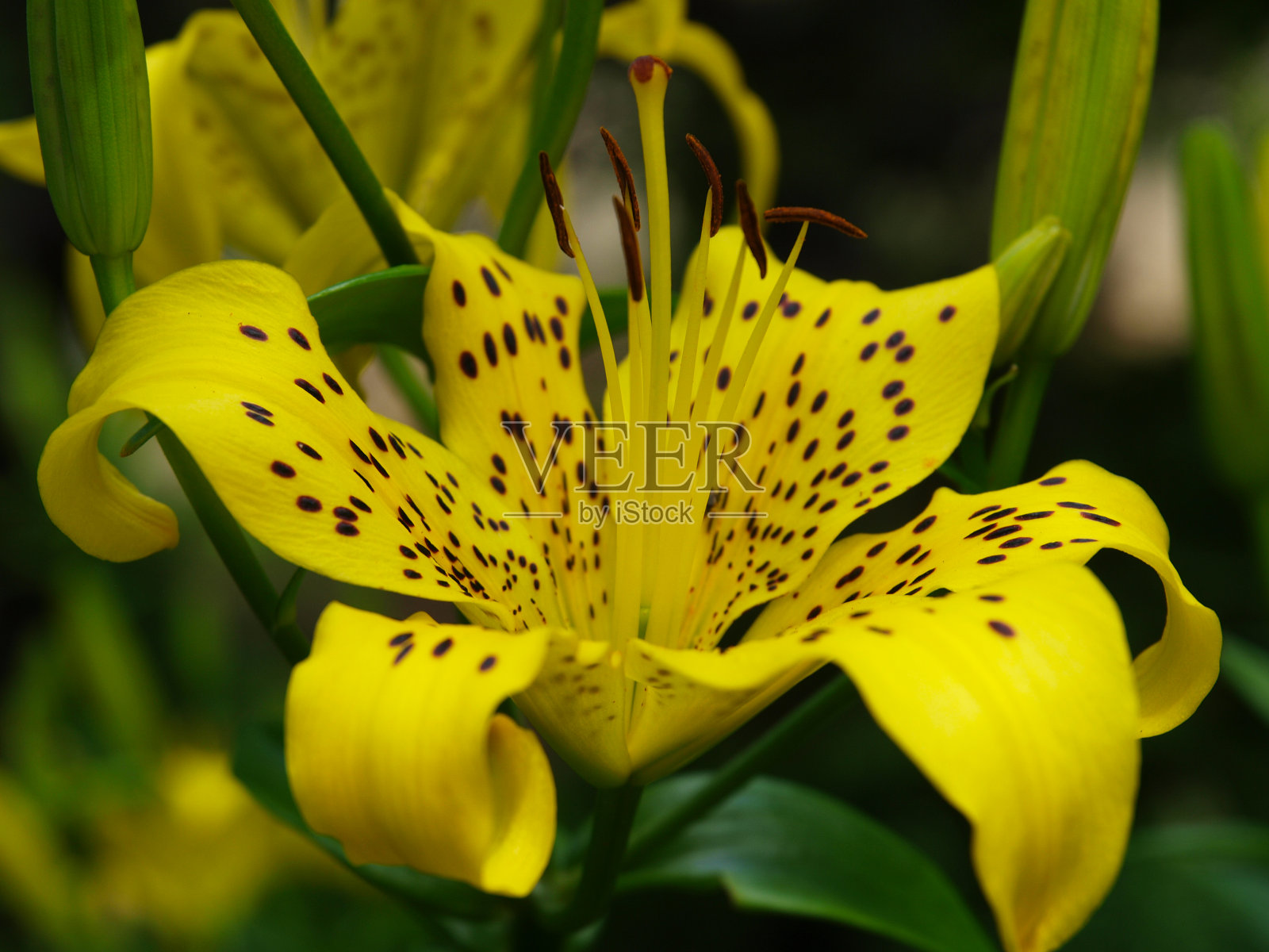 各种各样的花从花园之旅。照片摄影图片