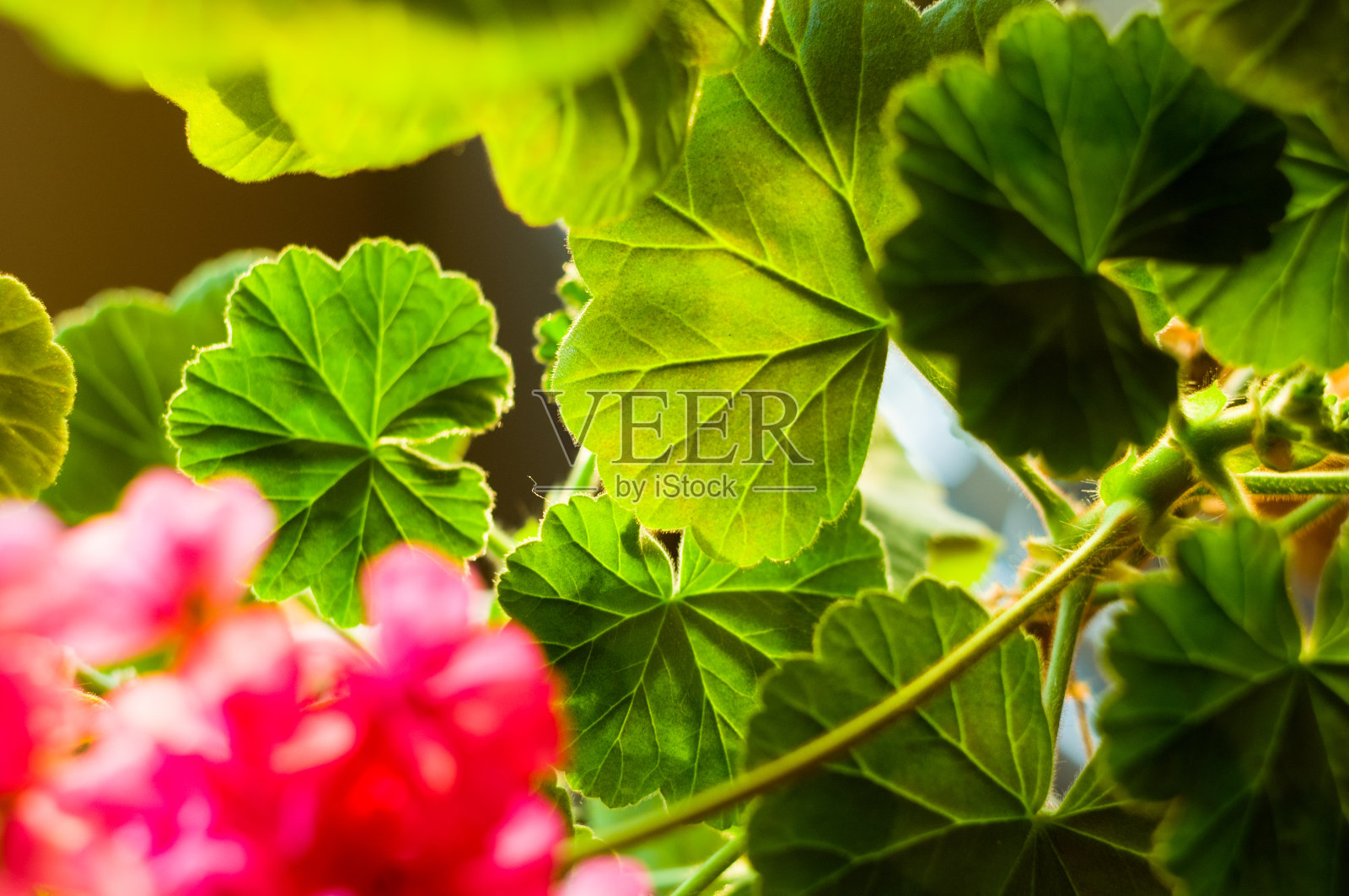 可爱的粉红色天竺葵花，特写照片摄影图片