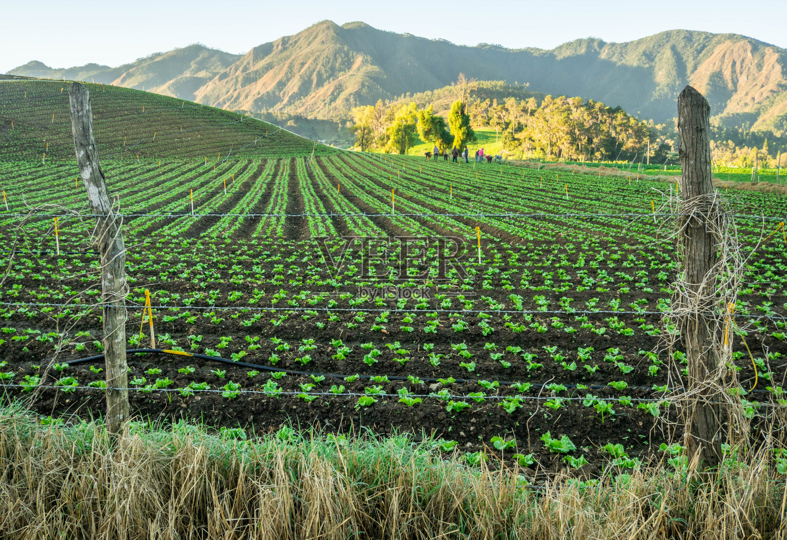 一个莴苣种植园的景观照片摄影图片