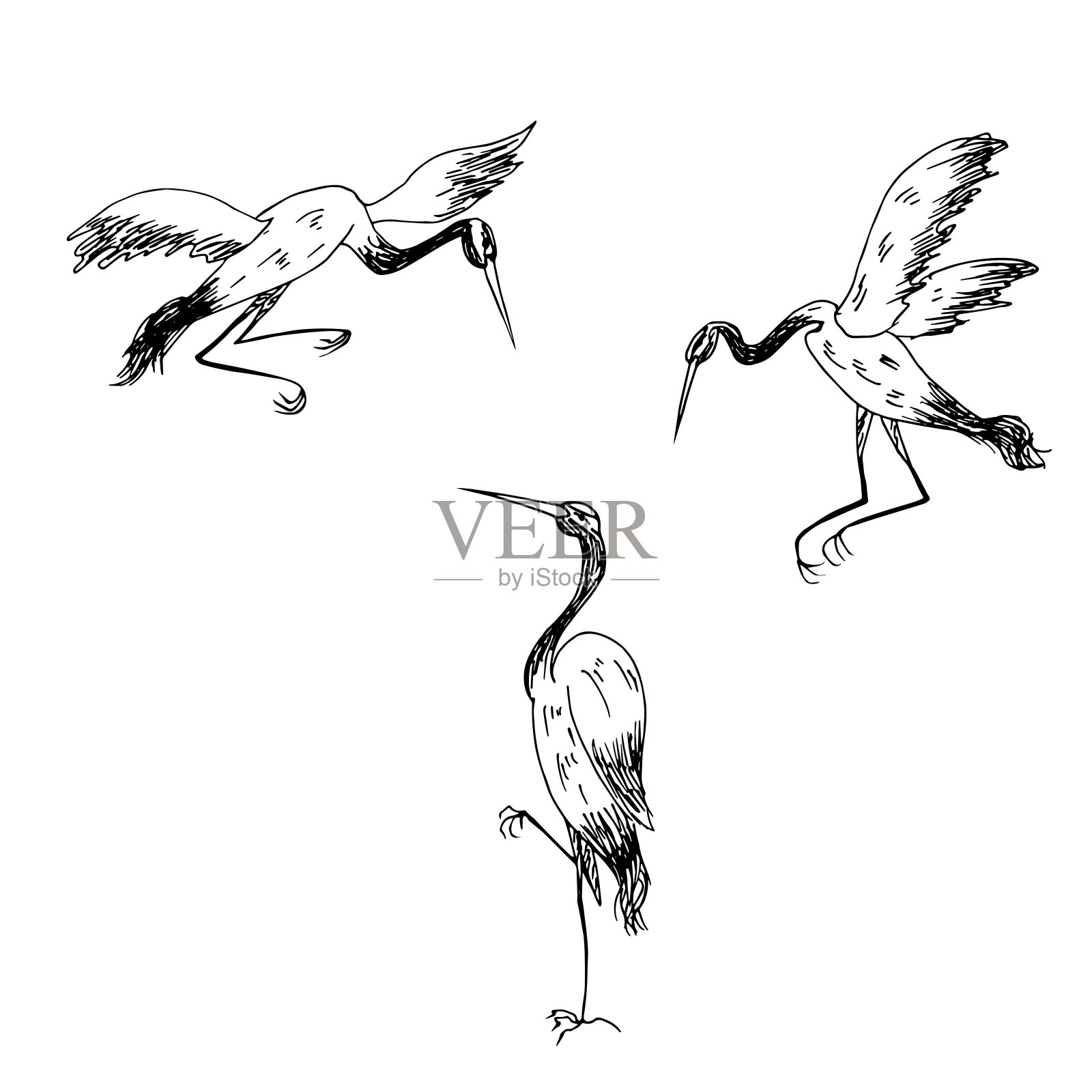 鹳。草图。矢量插图的问候，邀请。插画图片素材