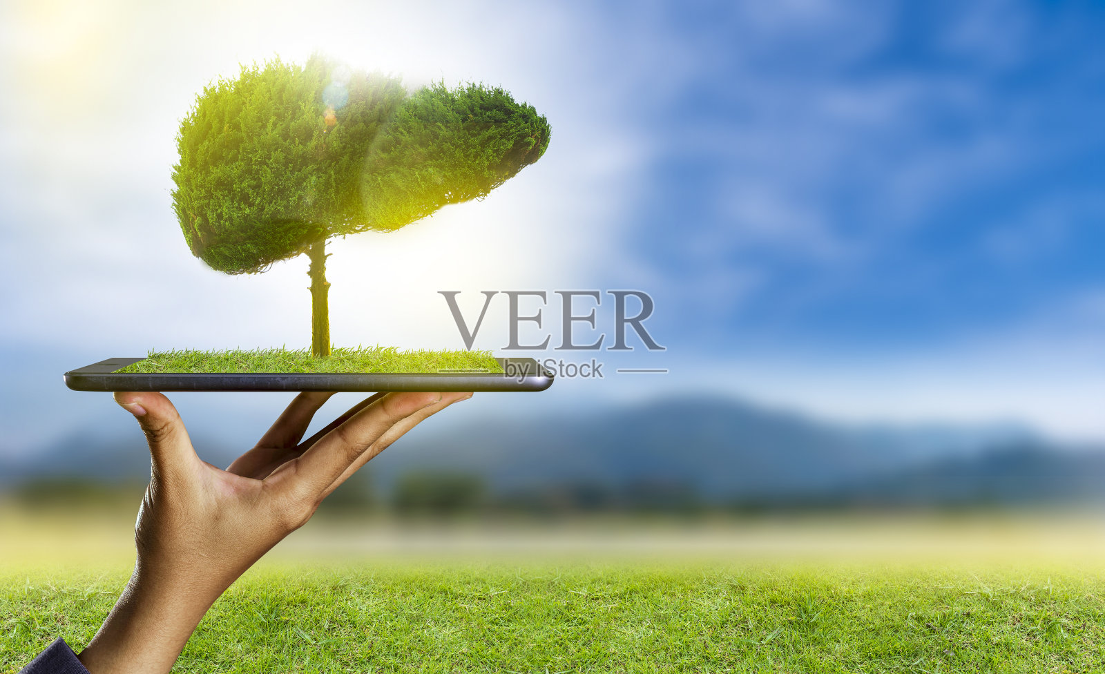 肝脏形状的树(环境和医学)照片摄影图片