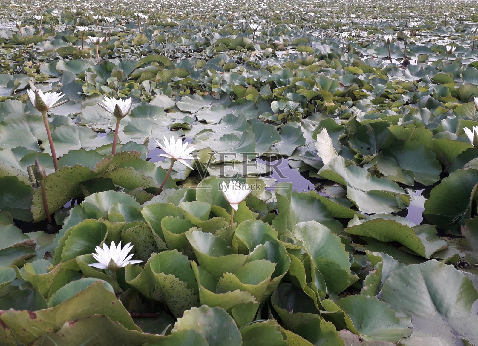 沼泽里的荷花照片摄影图片